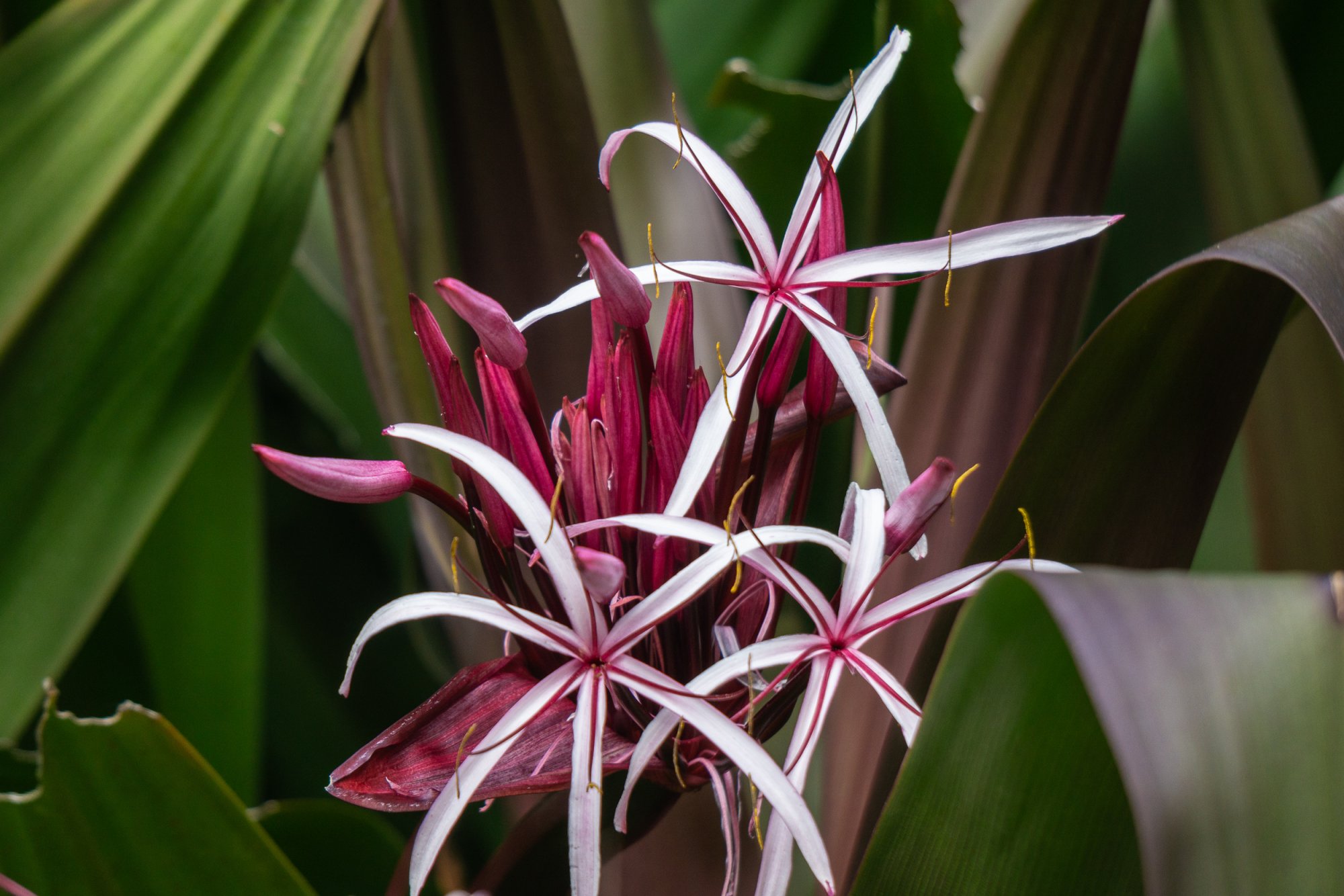 Leu Gardens Nov 2025 - 2500px-6.jpg