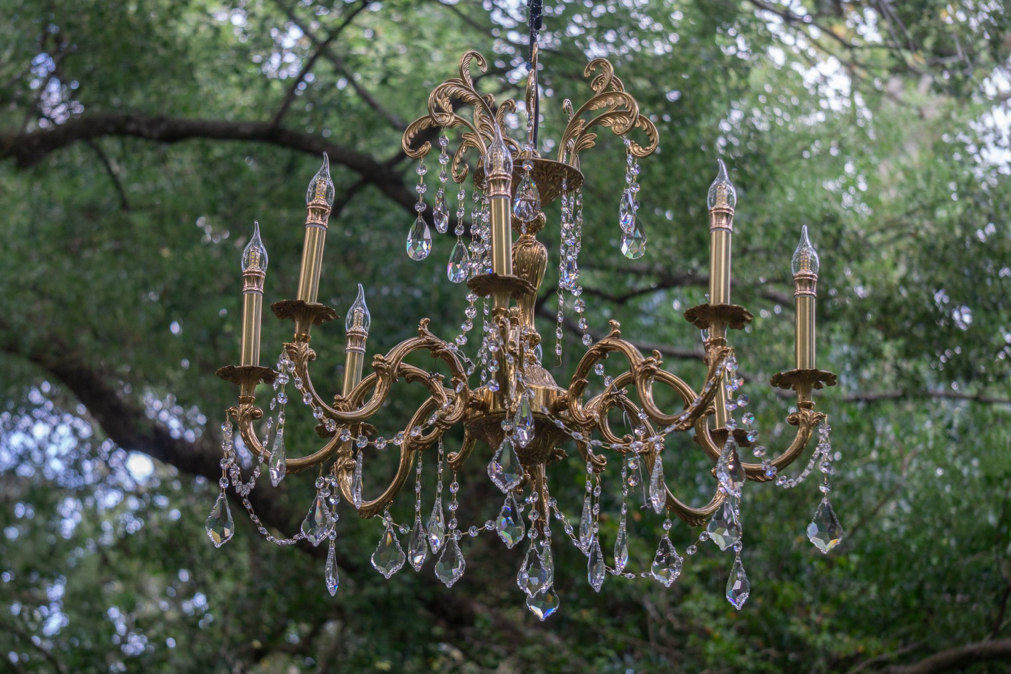 Leu Gardens Nov 2025 - 2500px-7.jpg