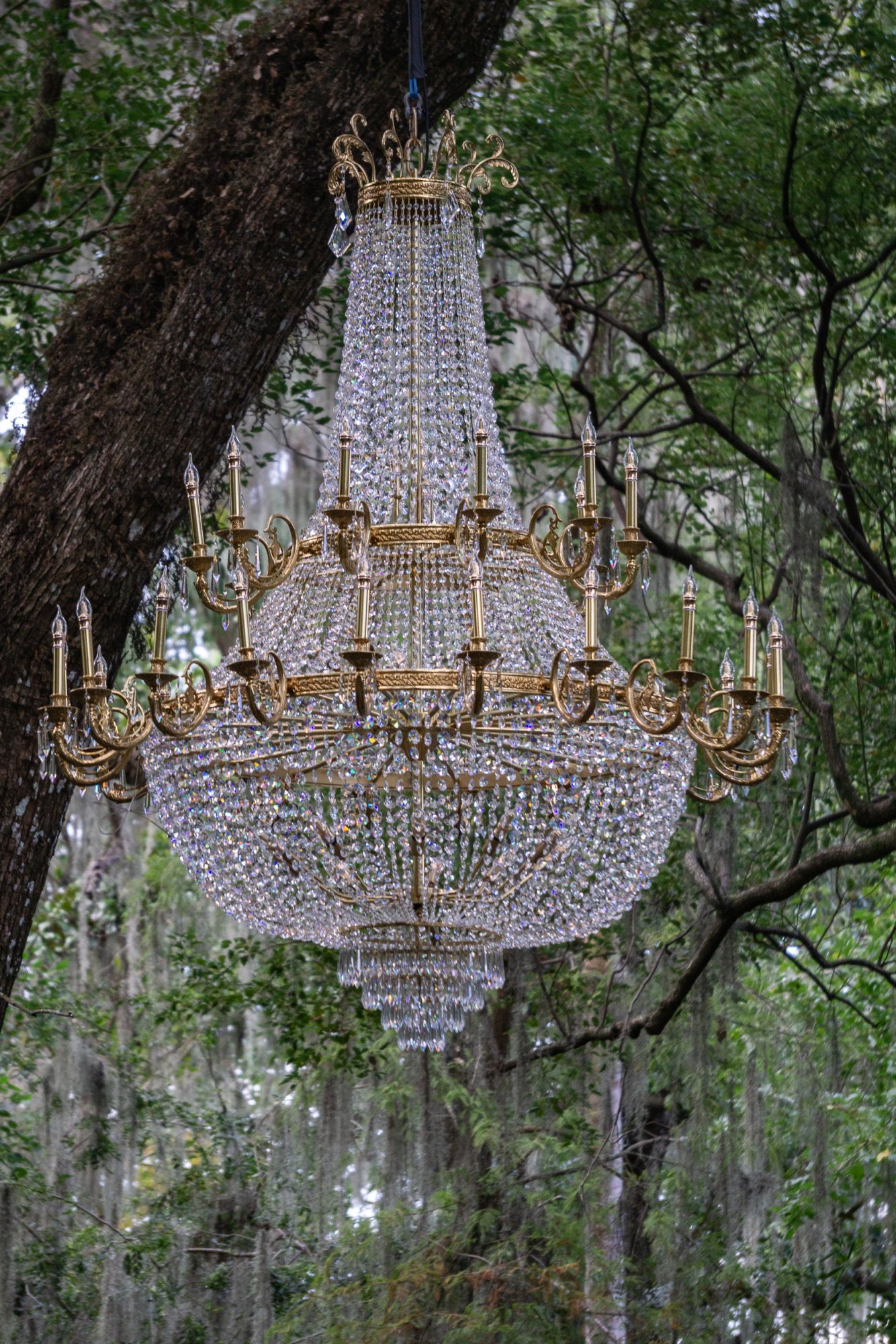 Leu Gardens Nov 2025 - 2500px-8.jpg