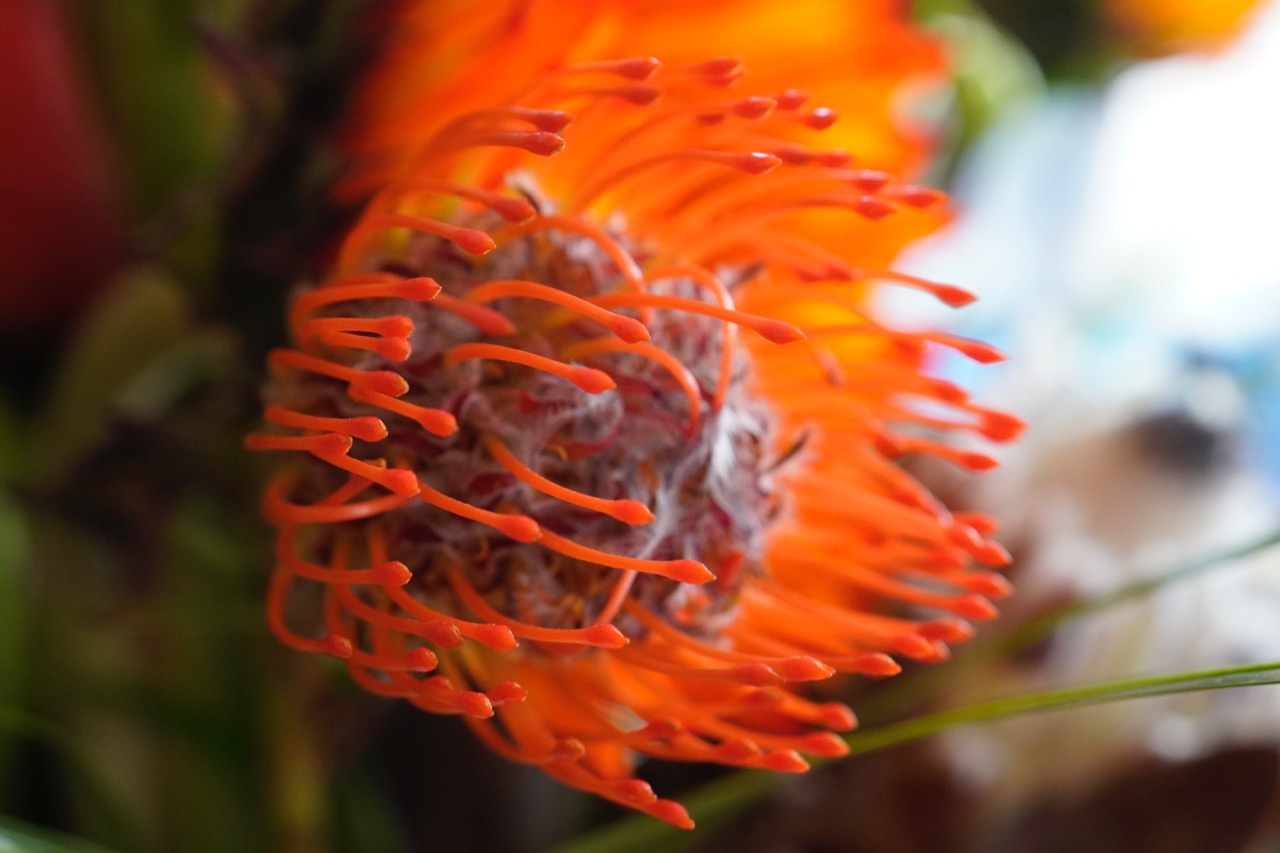 Leucospermum.jpg