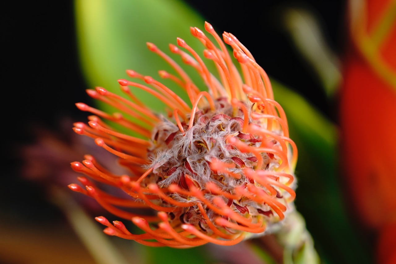 Leucospermum.jpg