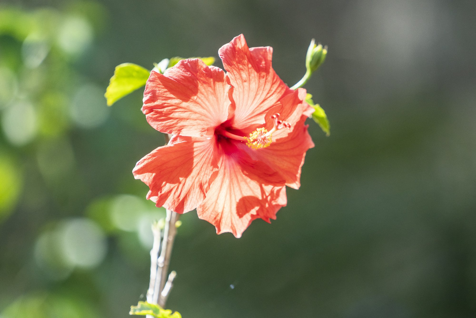 LeuGardens 2-2021 - 2500px-58.JPG