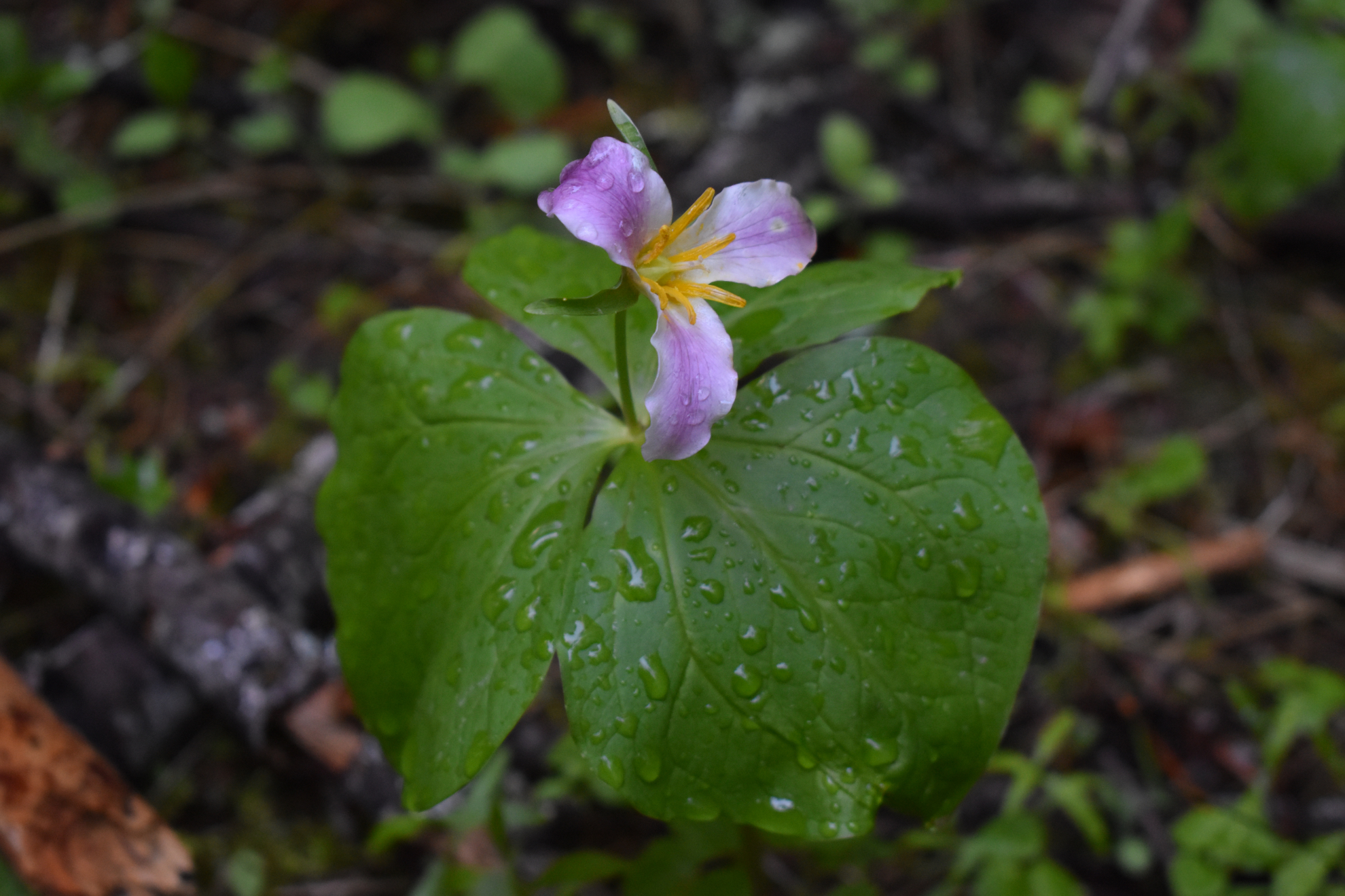 liberty_lake_loop_flower1.jpeg