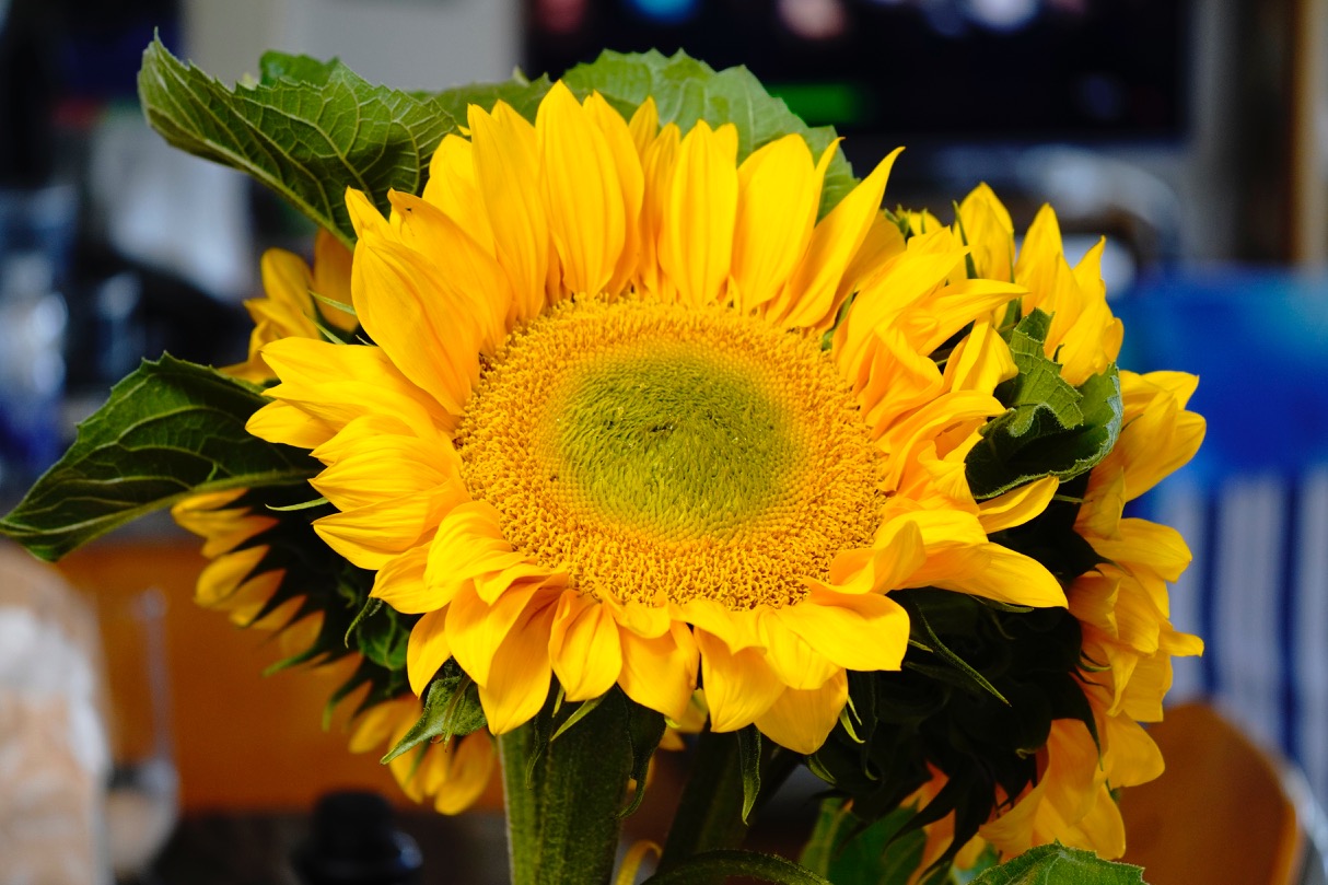 Light Yellow Sunflowers.jpg