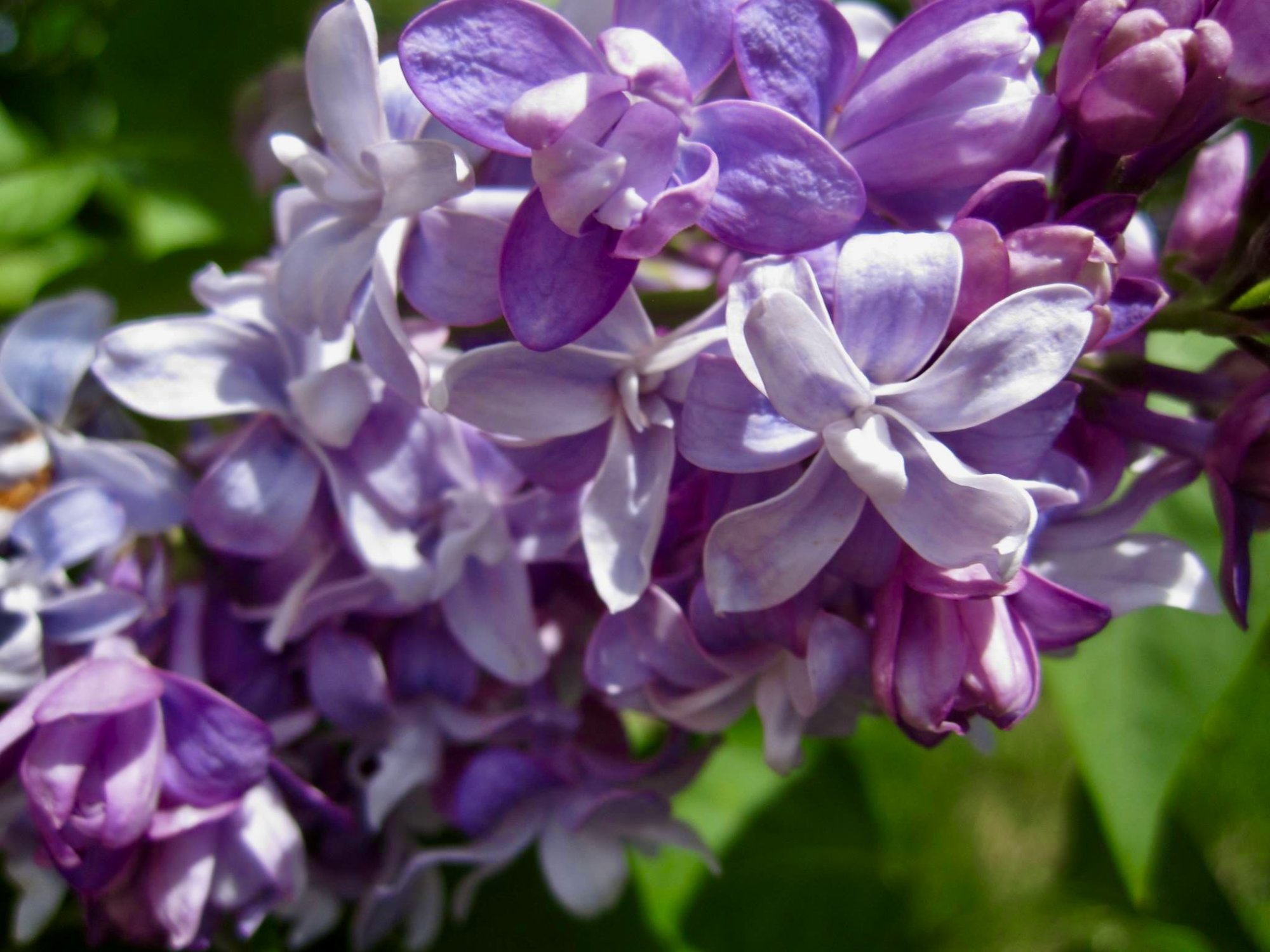 lilac flower.jpg