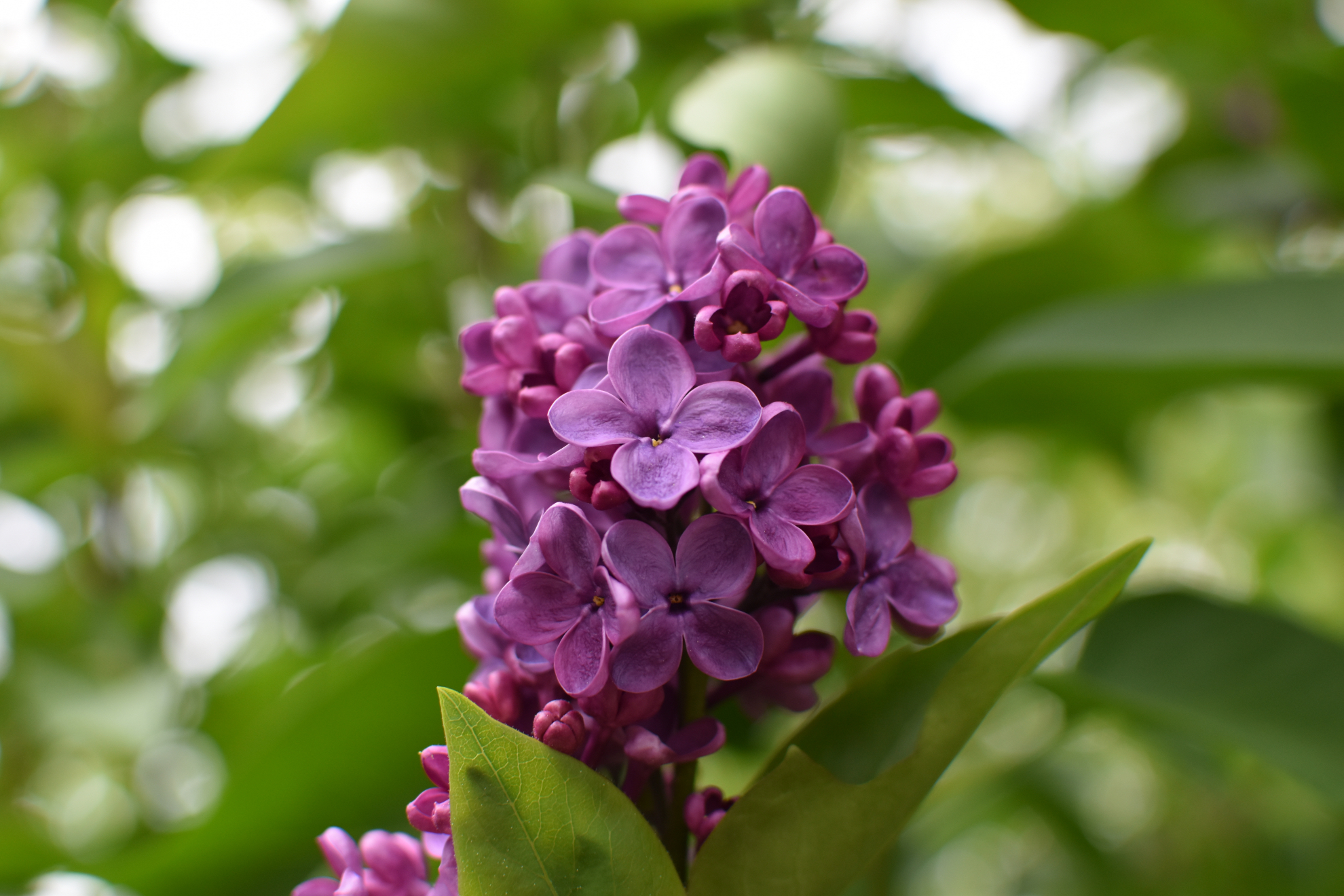 lilac_bloom_052020.jpeg