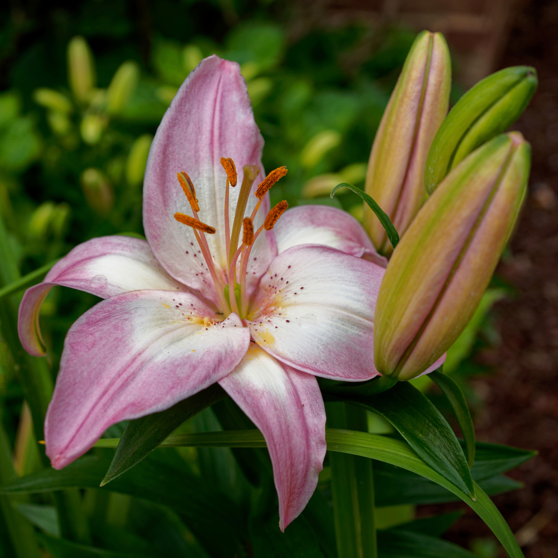 Lilies of the Field.jpeg