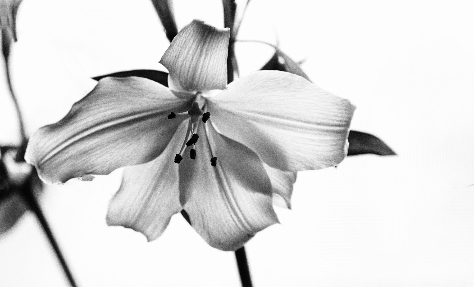 Lily in B&W.jpeg