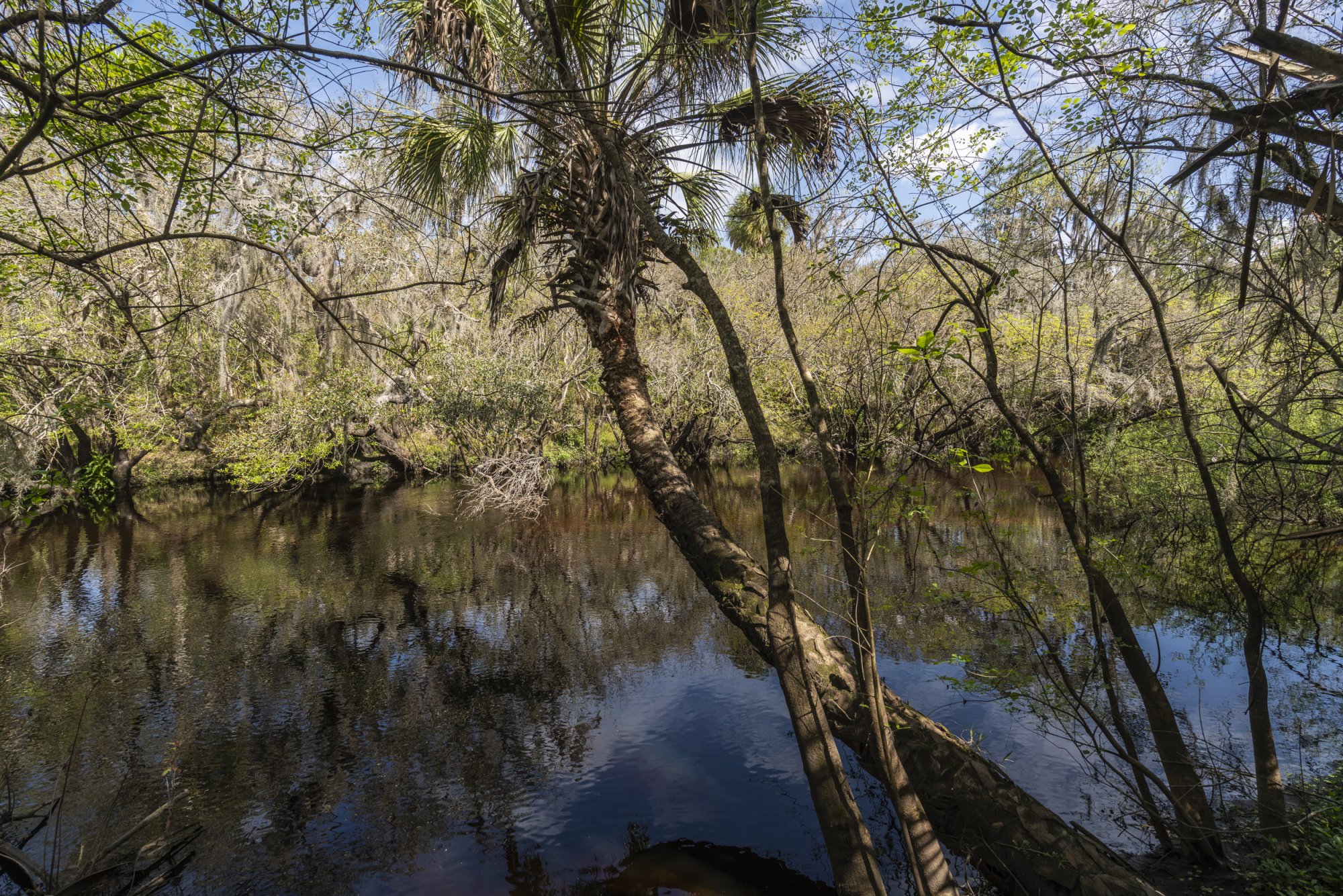 Little Manatee SP - 2500px-3.JPG