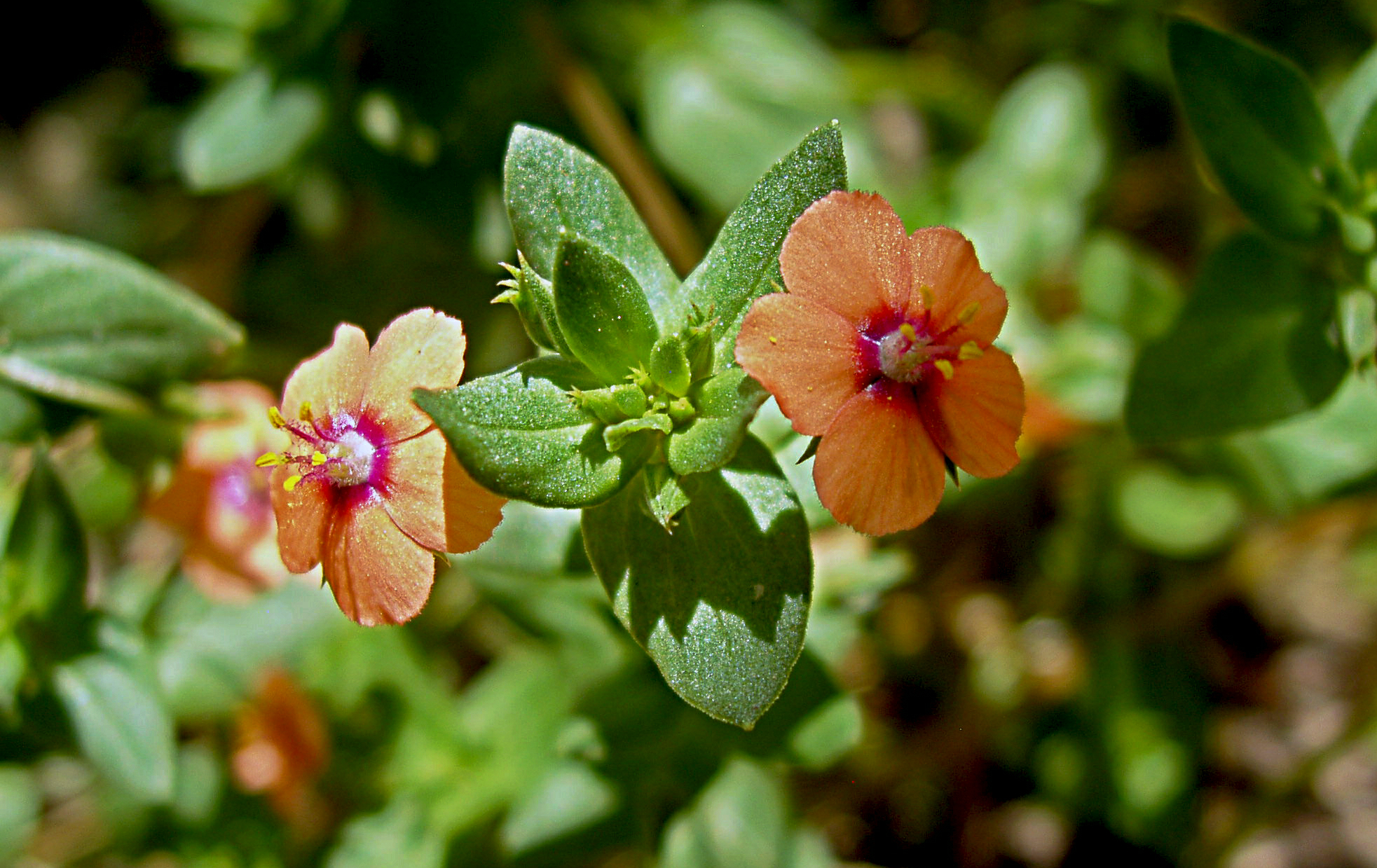 little peach flower olyc5000x (1).jpg