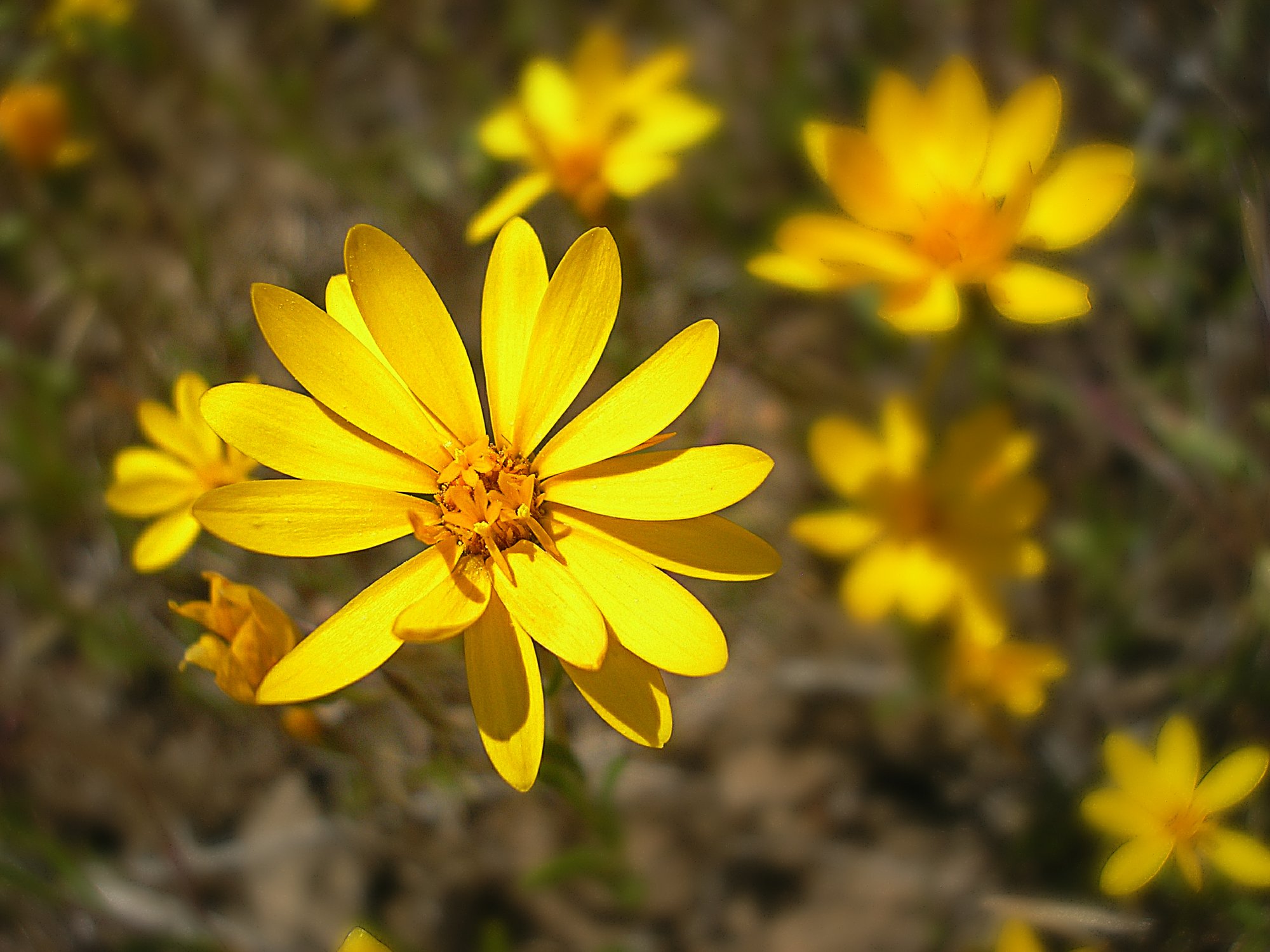 little yellow pasture flowers x.jpg