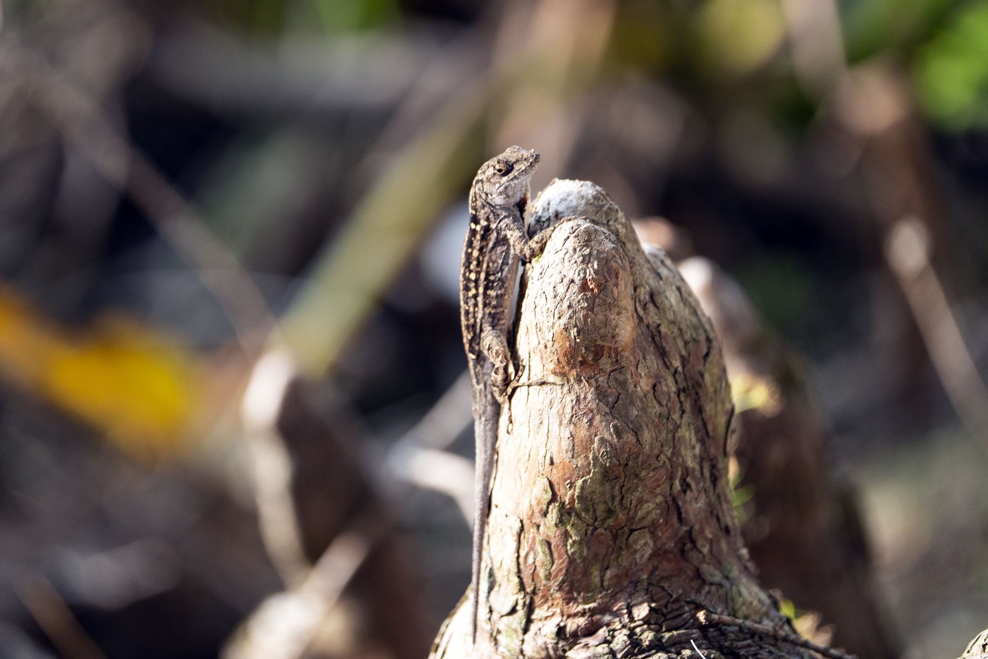 Lizard 2 - 2500px.jpg