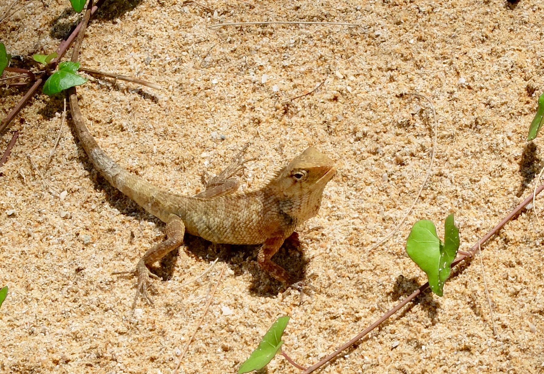 Lizard @ Khuk Khak Beach.jpg