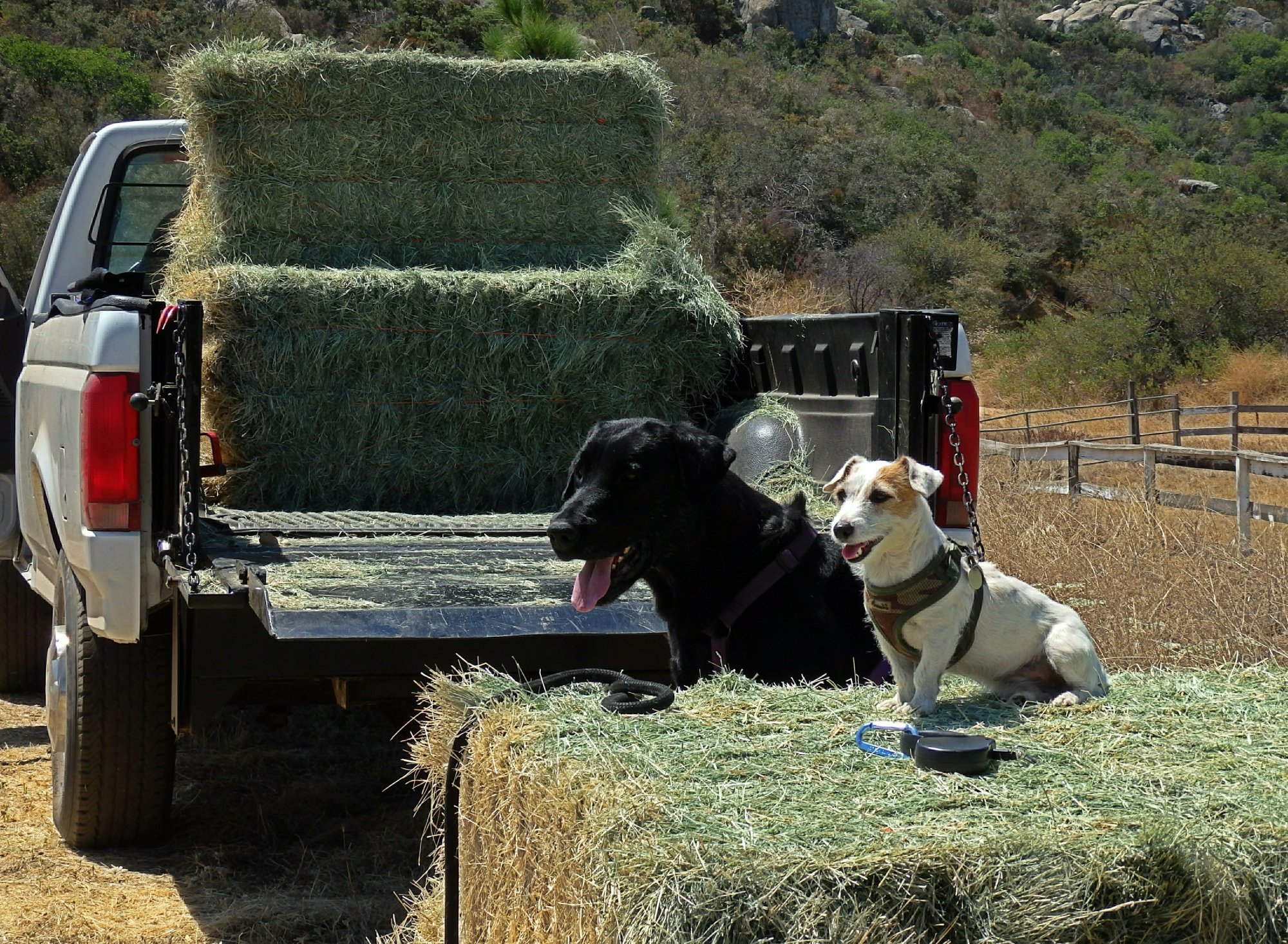 loading hay with pixie & blacky x.jpg