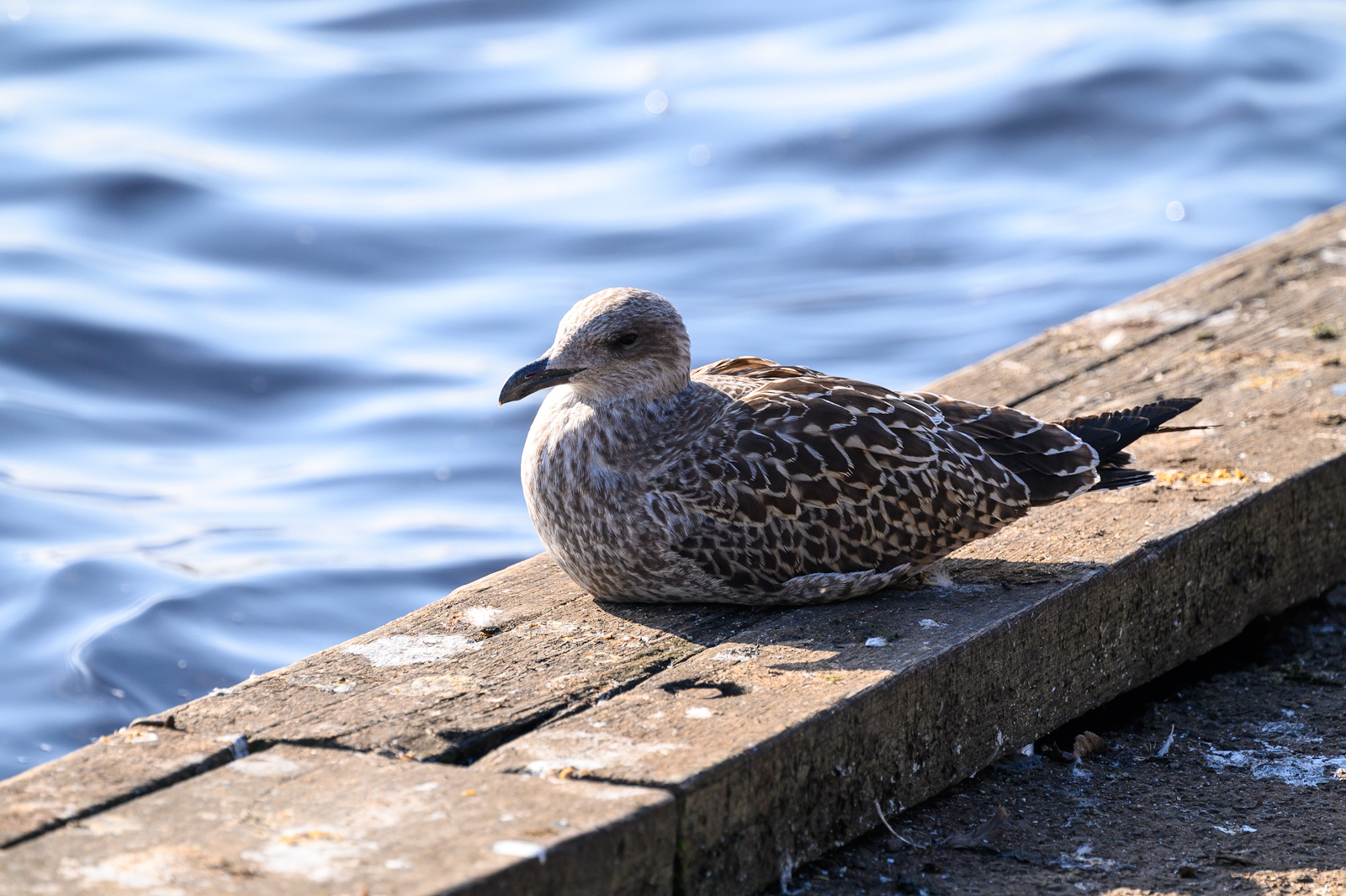 Lochwinnoch20240918-2.jpg