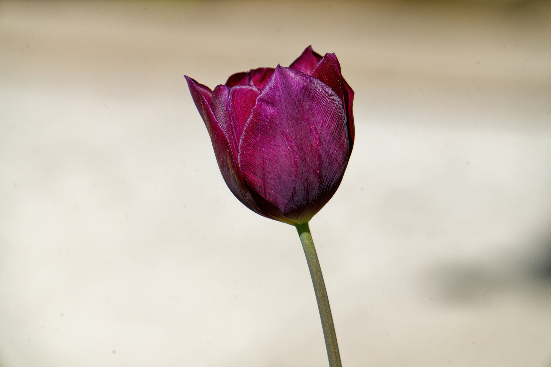 Lone Purple Tulip.jpg