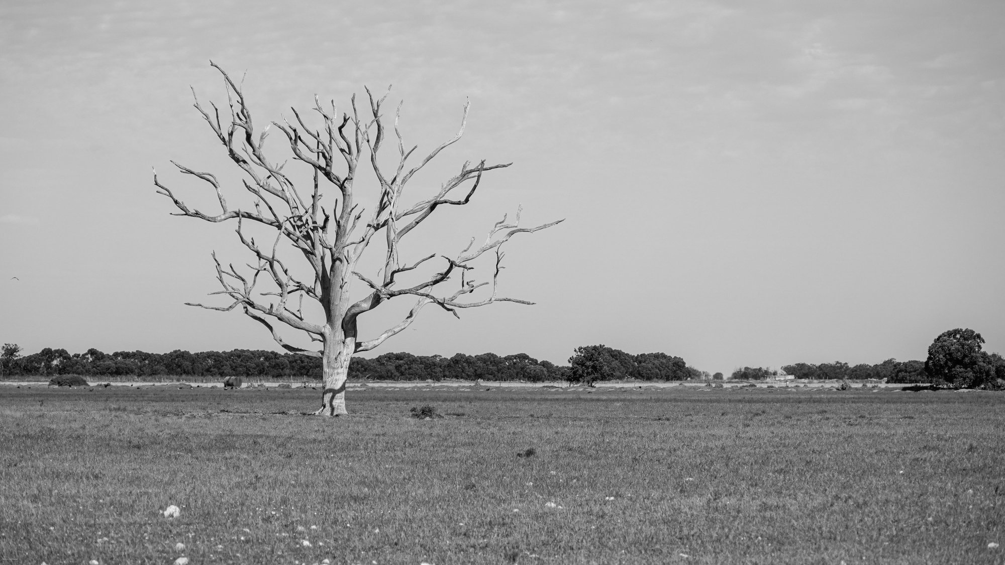 Lone tree.jpg