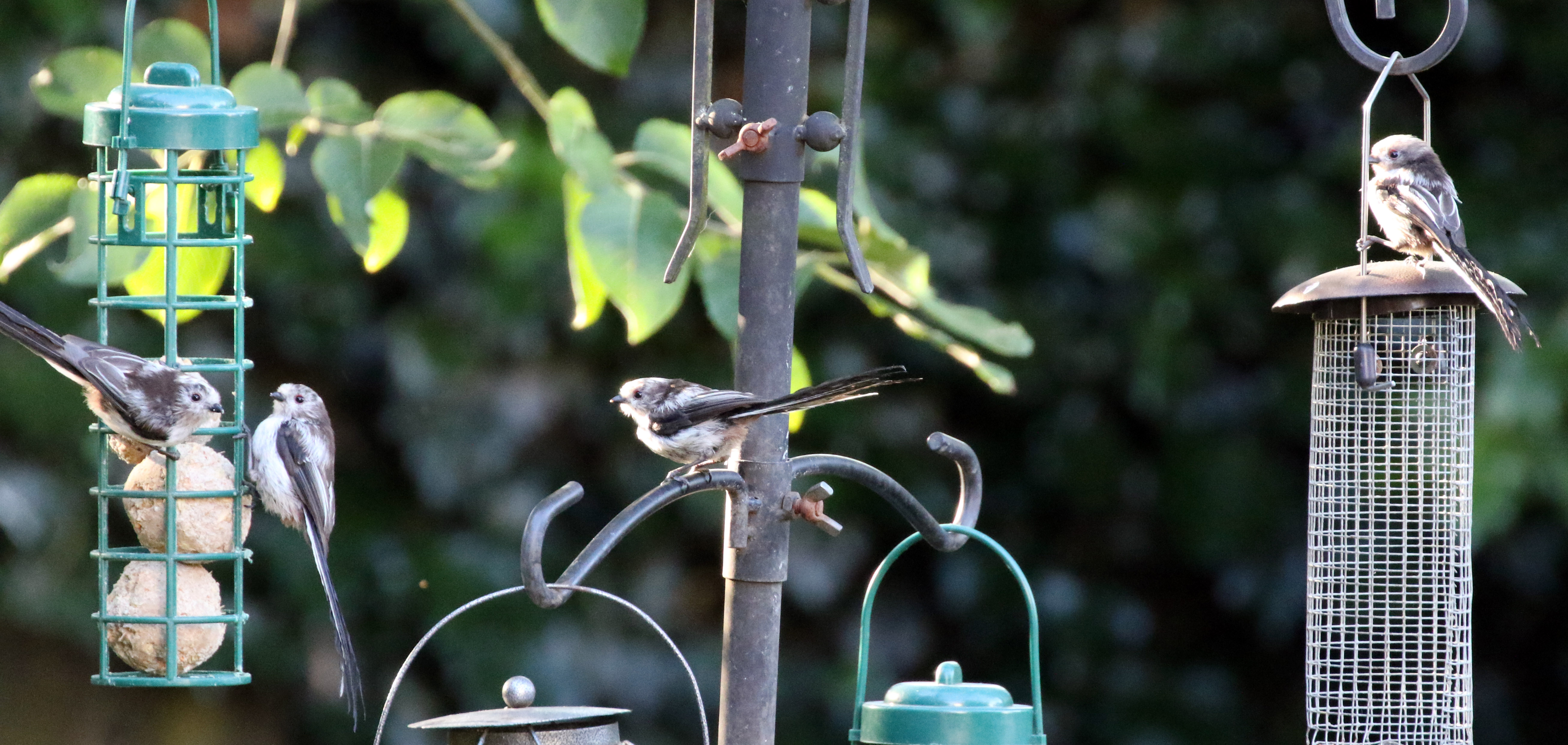 long tail tits.jpg