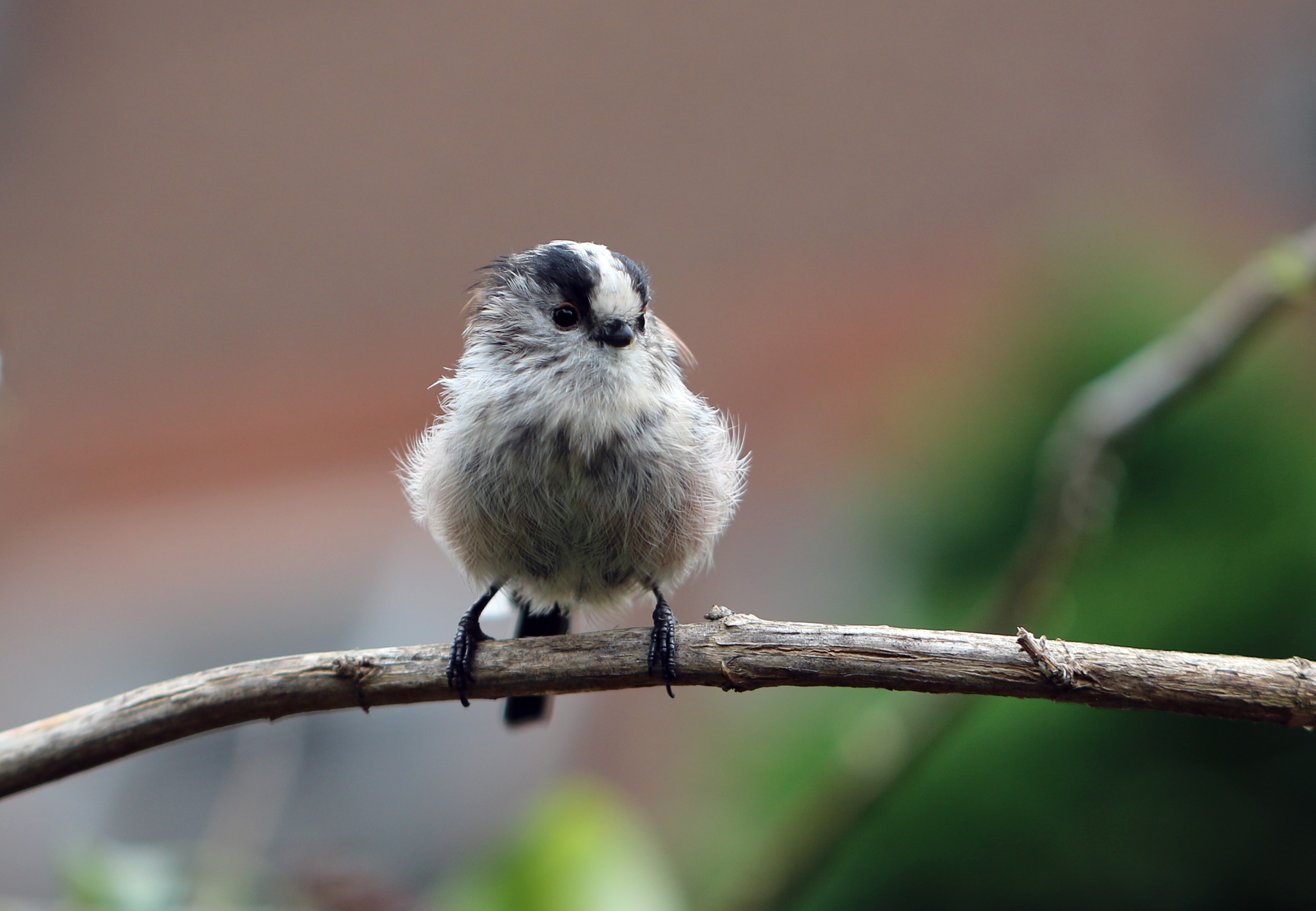 Long tailed tit.jpg