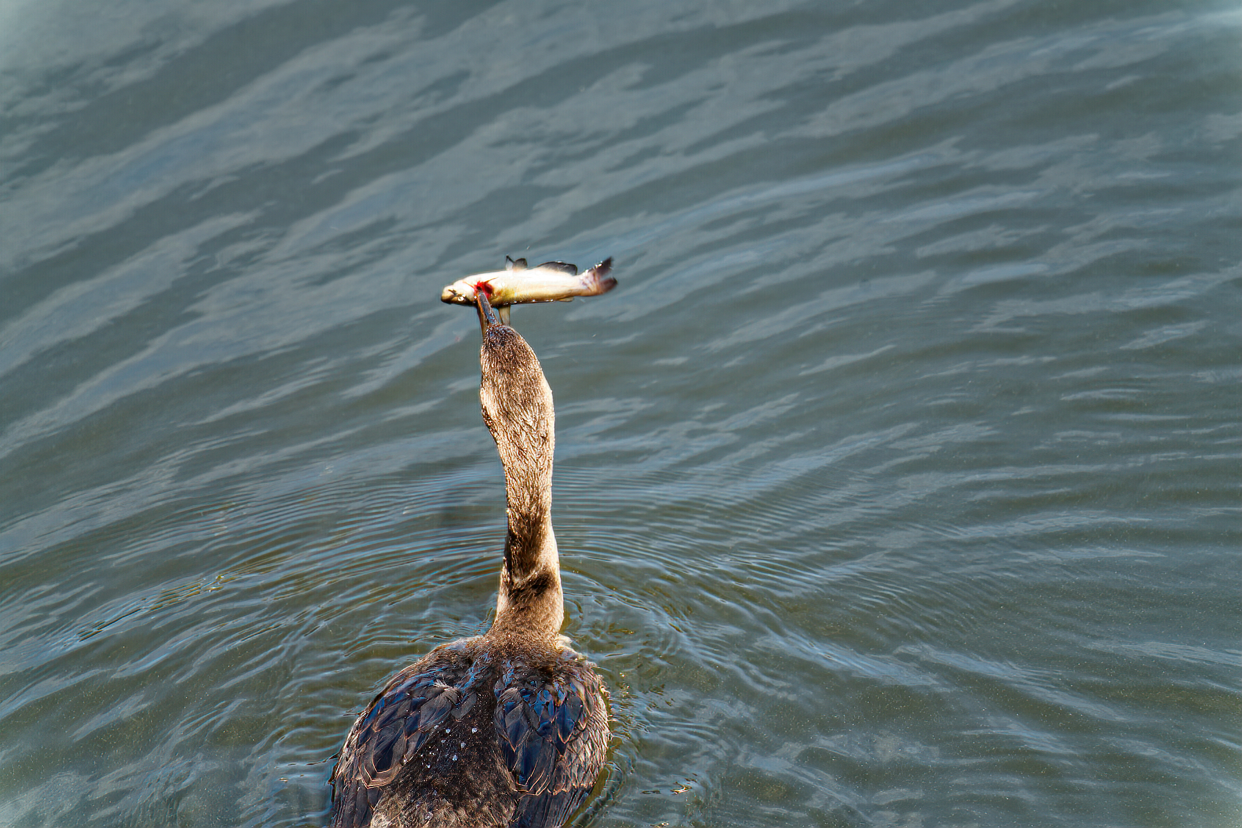 Look, Mom, I Caught a Fish!.jpeg