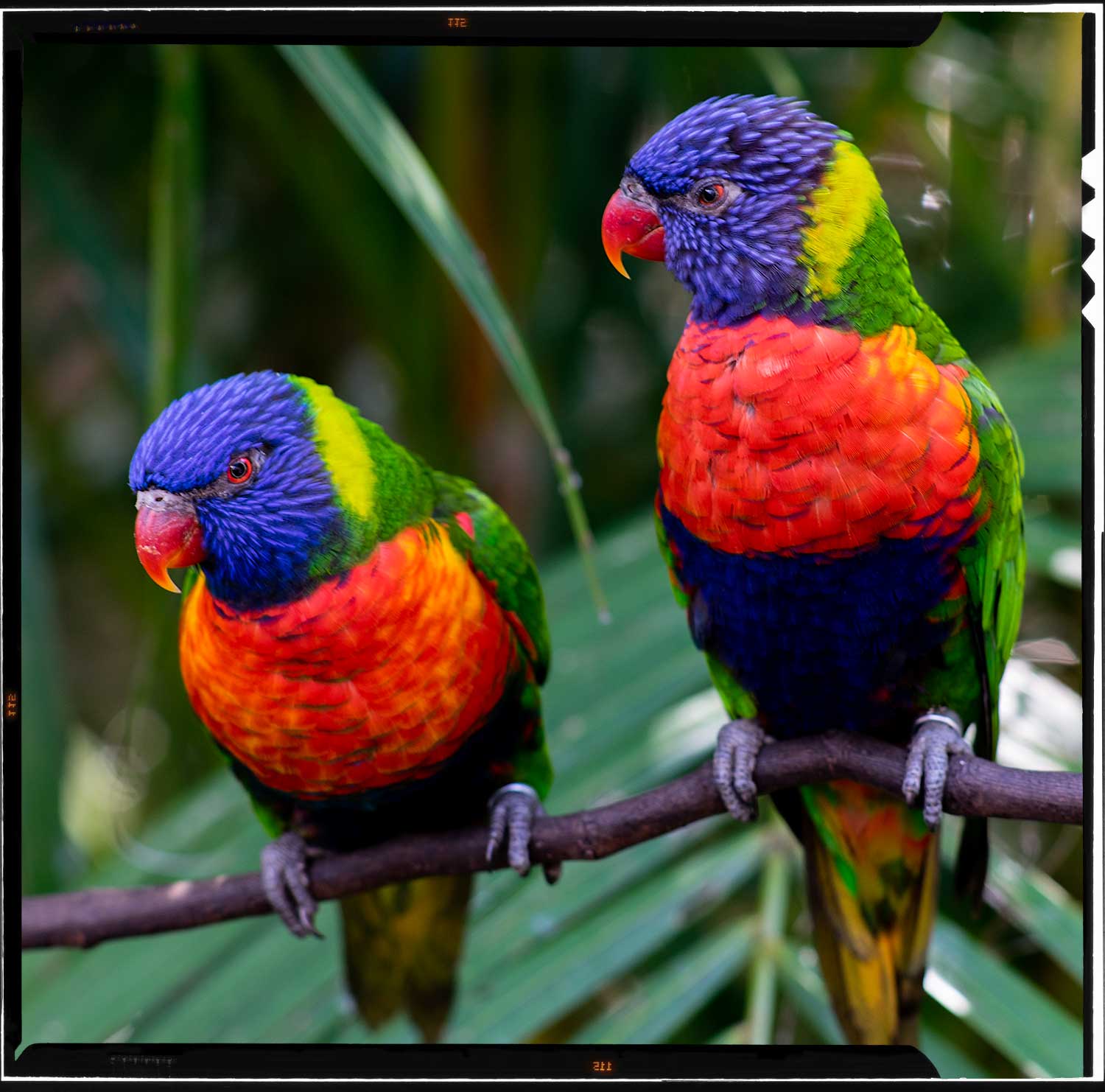 lorikeet.jpg