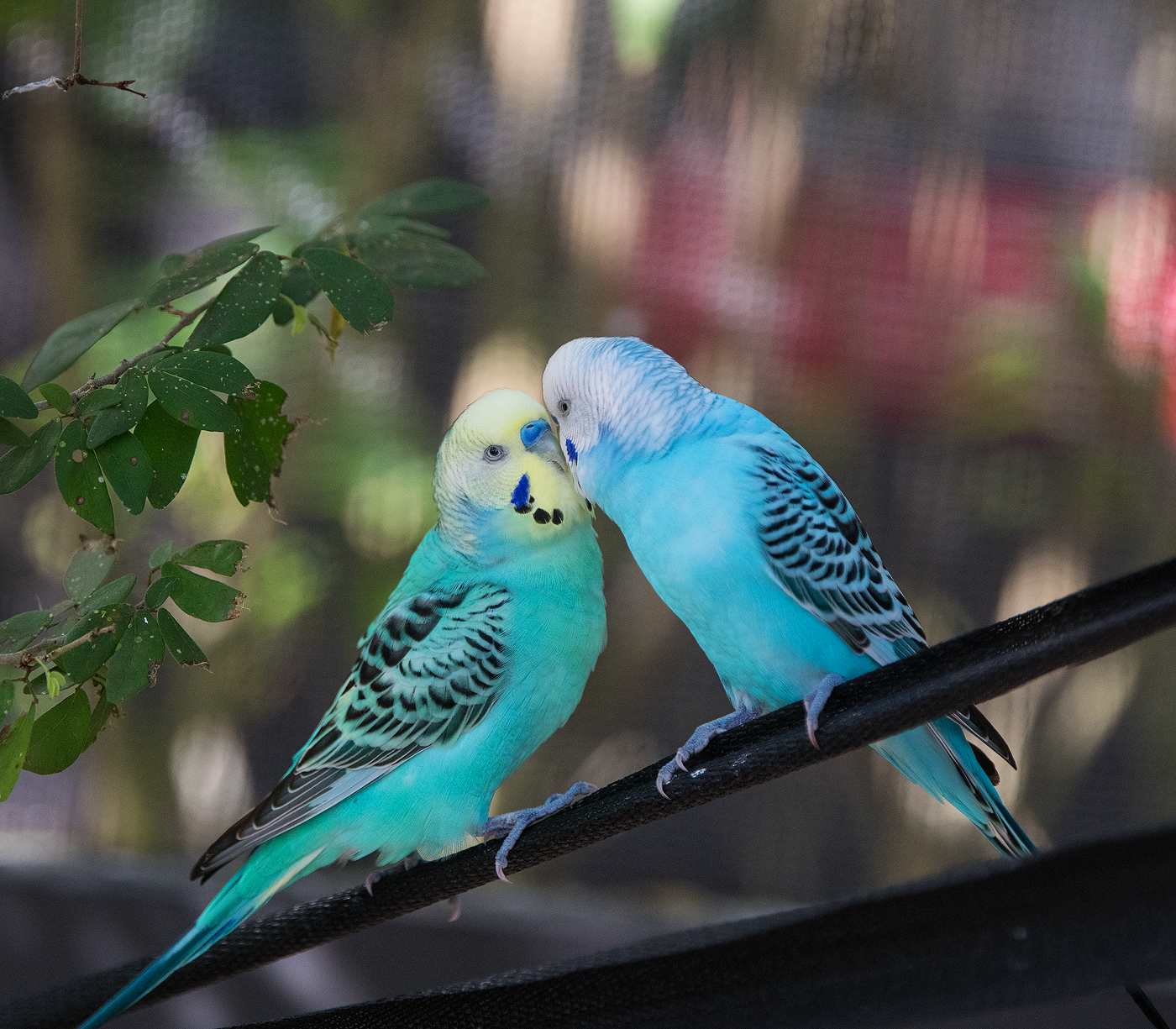 LOVEBIRDS1.jpg