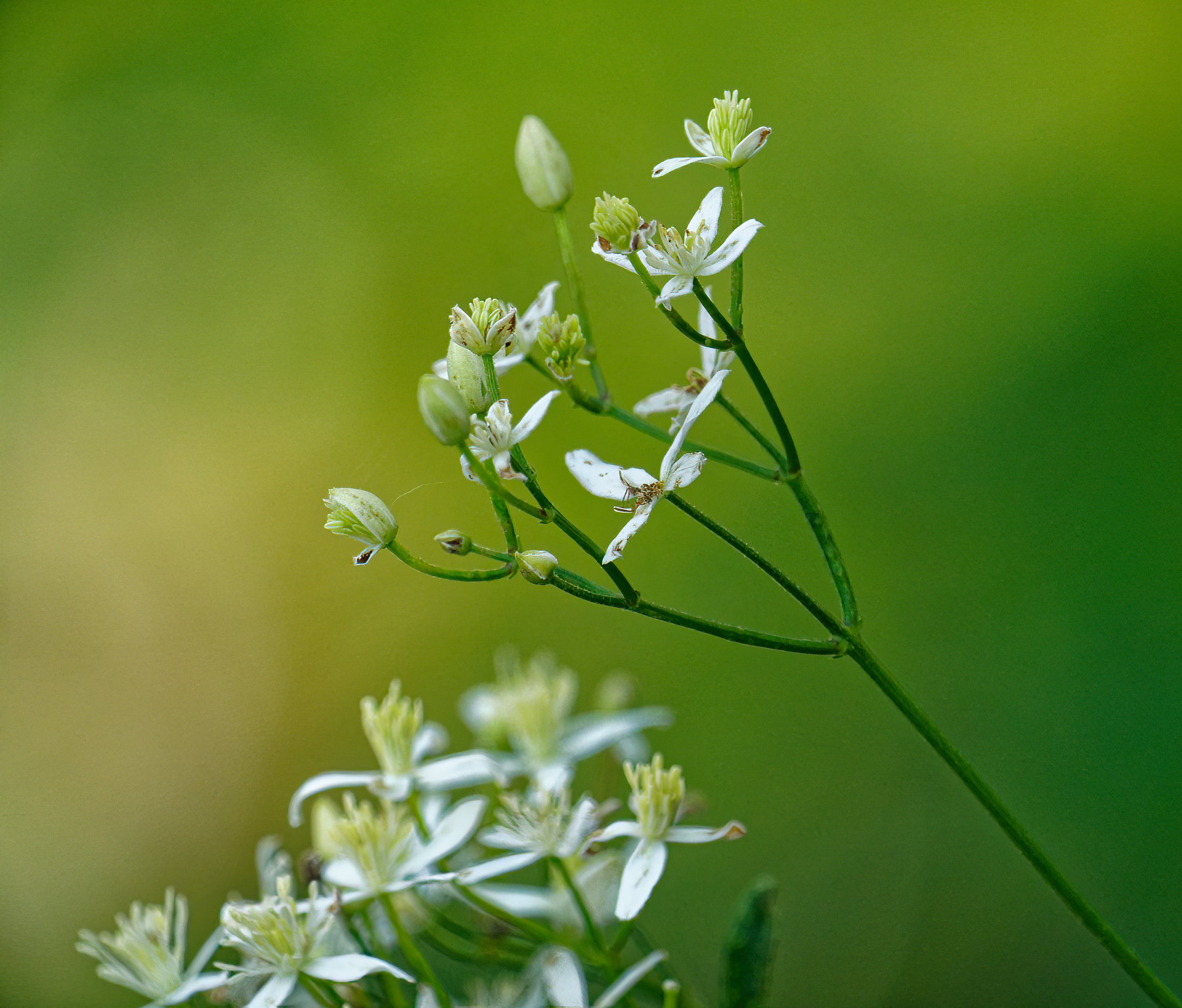 Lovely Scented White Blossoms.jpeg