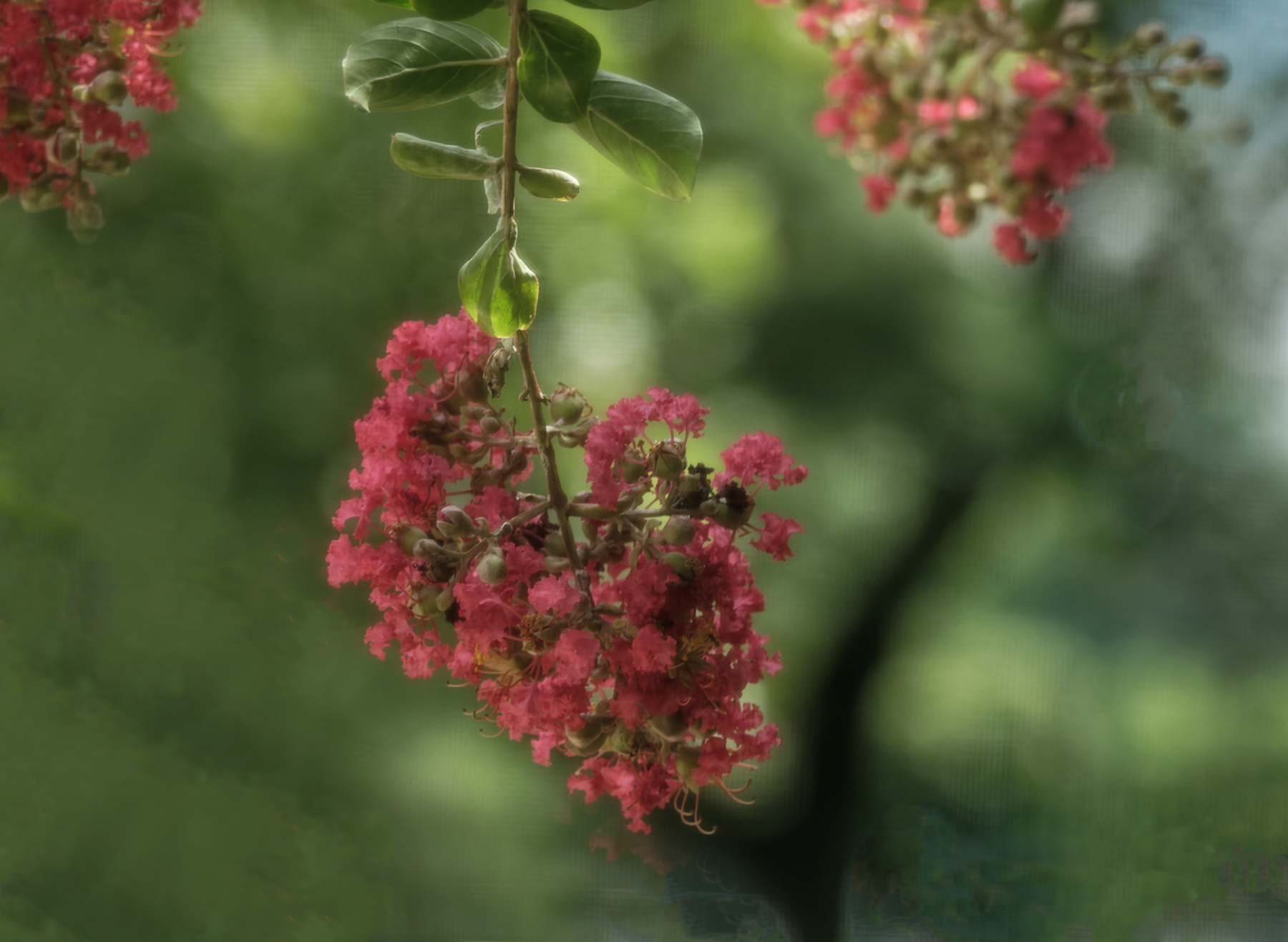 Low-Hanging Crepe Myrtle.jpeg