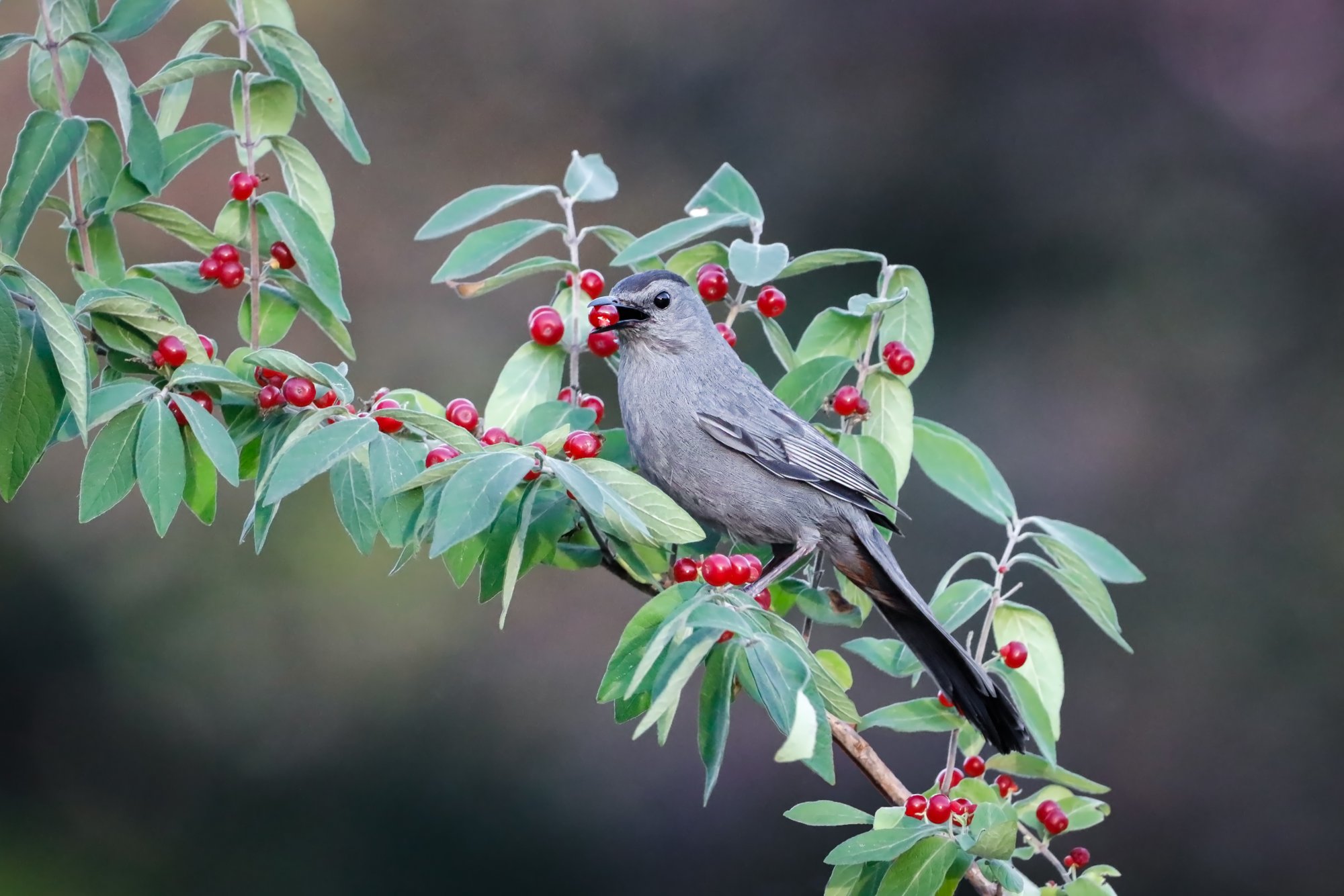 LR-Catbird.jpg