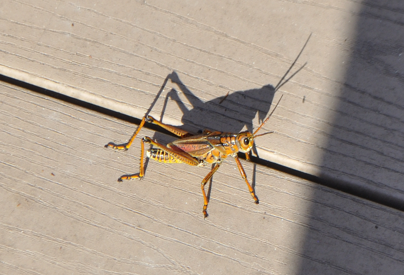 lubber grasshoppers.JPG