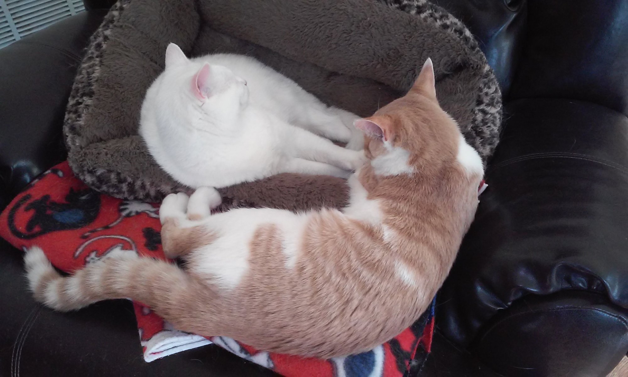 Luna and Sinclair sharing cat bed.jpg