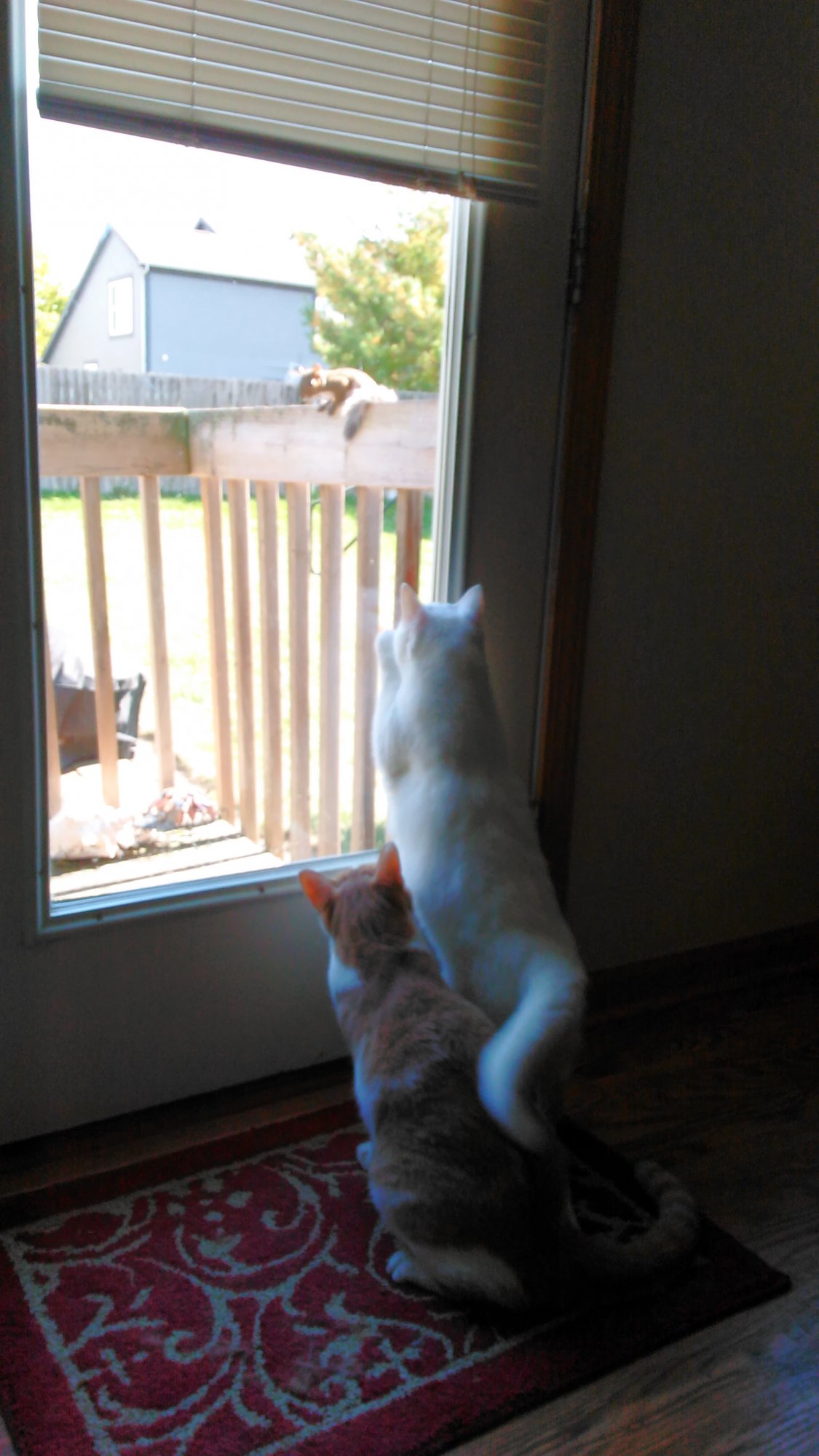 Luna and Sinclair watching squirrel.jpg