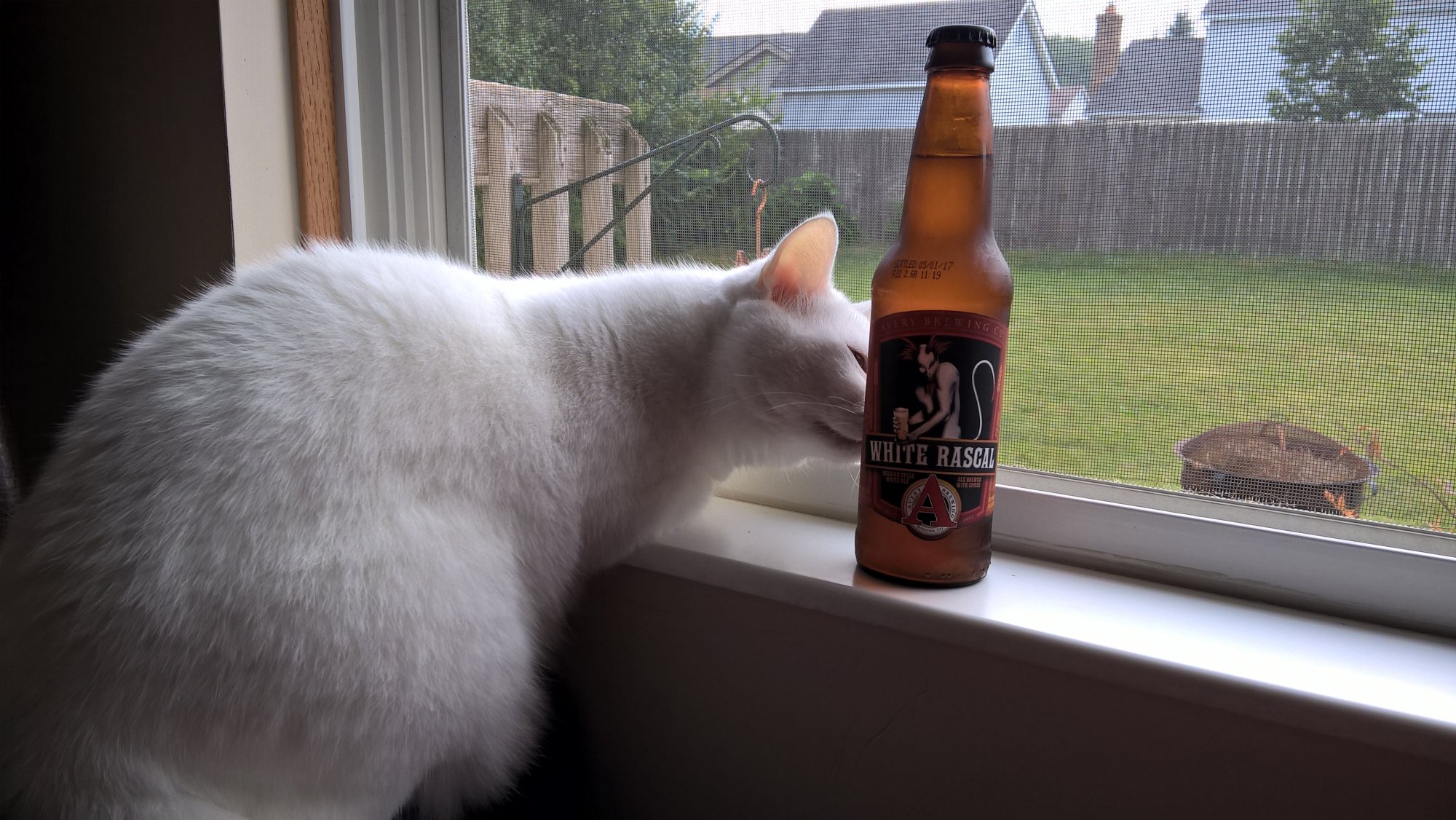 Luna and White Rascal beer.jpg