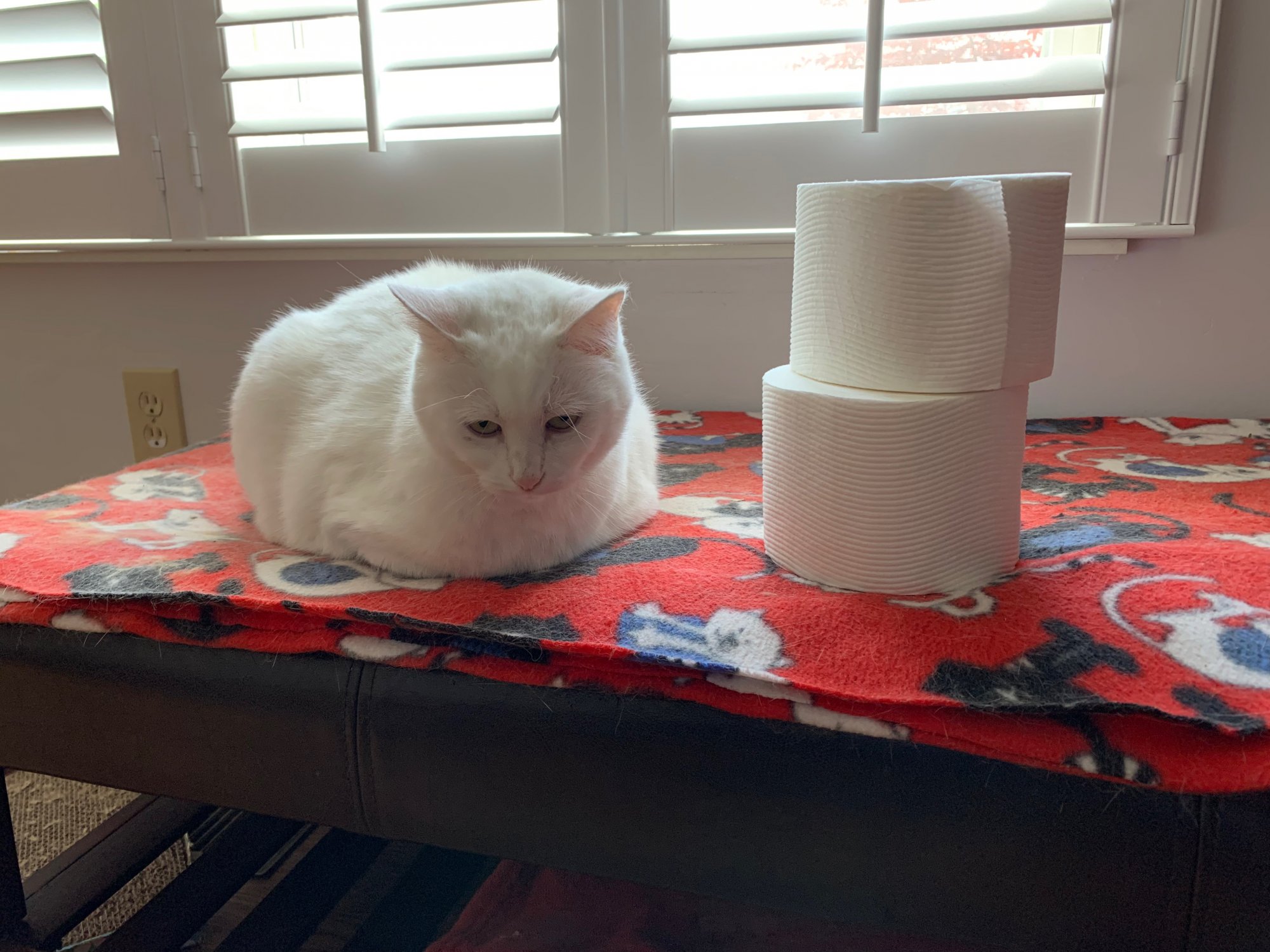 Luna guarding toilet paper rolls.jpeg