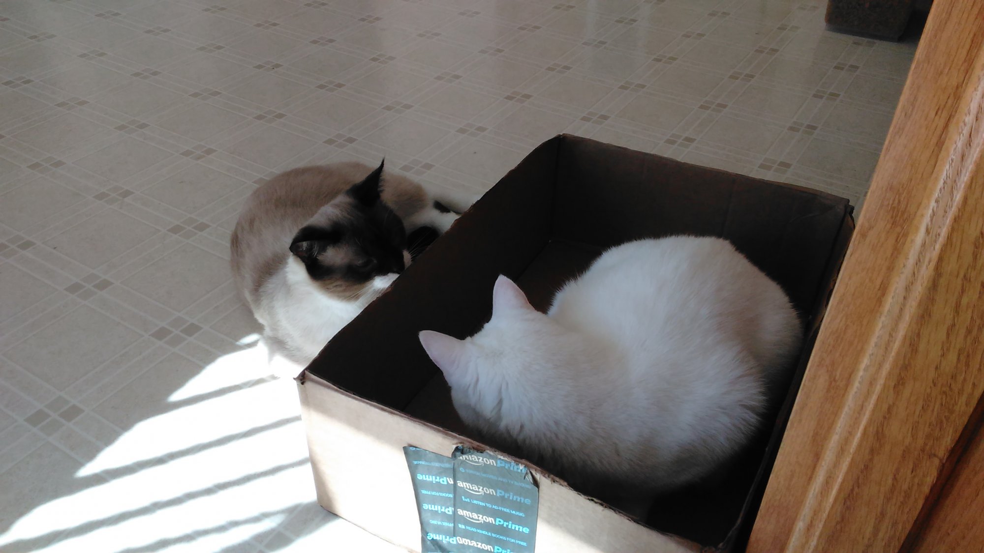 Luna in big box with Sherlock outside.jpg