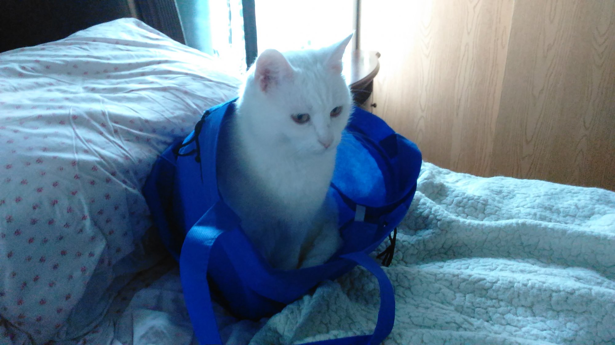 Luna in blue bag.jpg