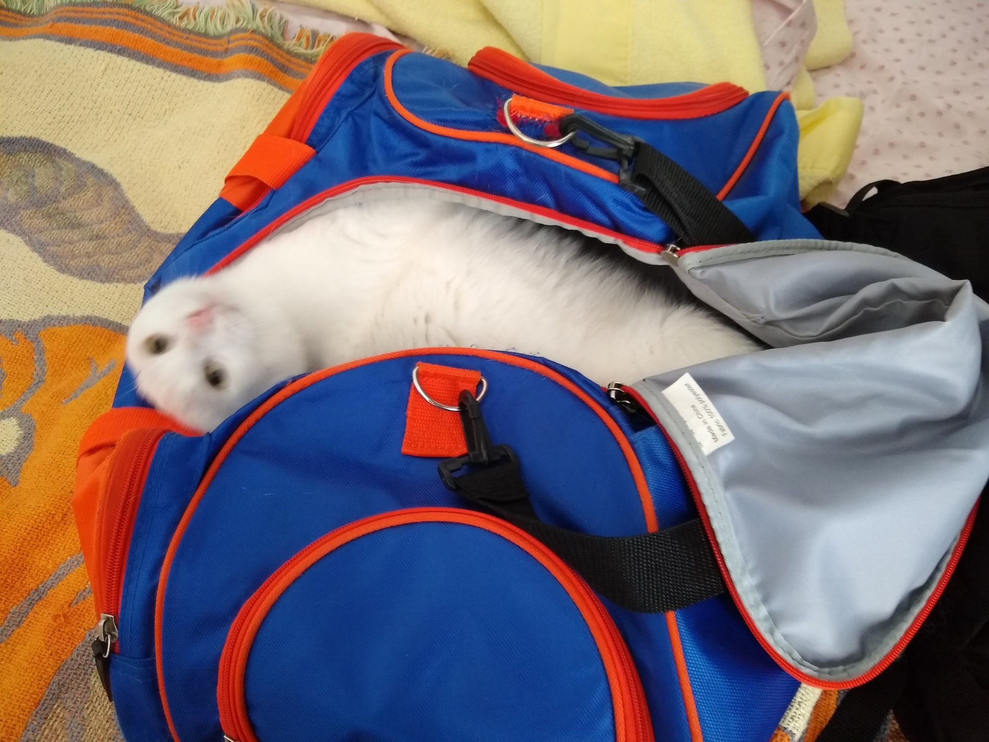 Luna in Gator gym bag 4.jpg