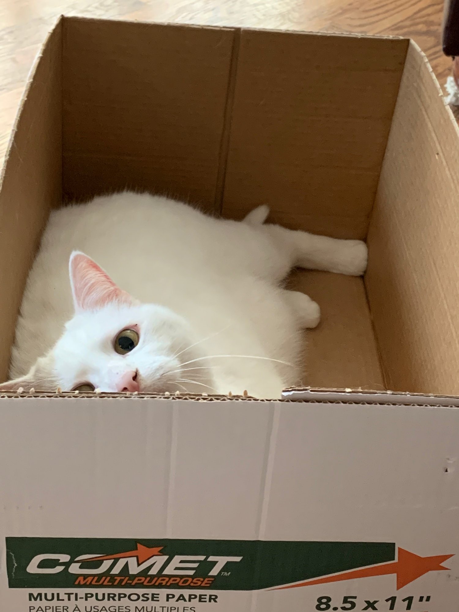 Luna in paper box.jpeg