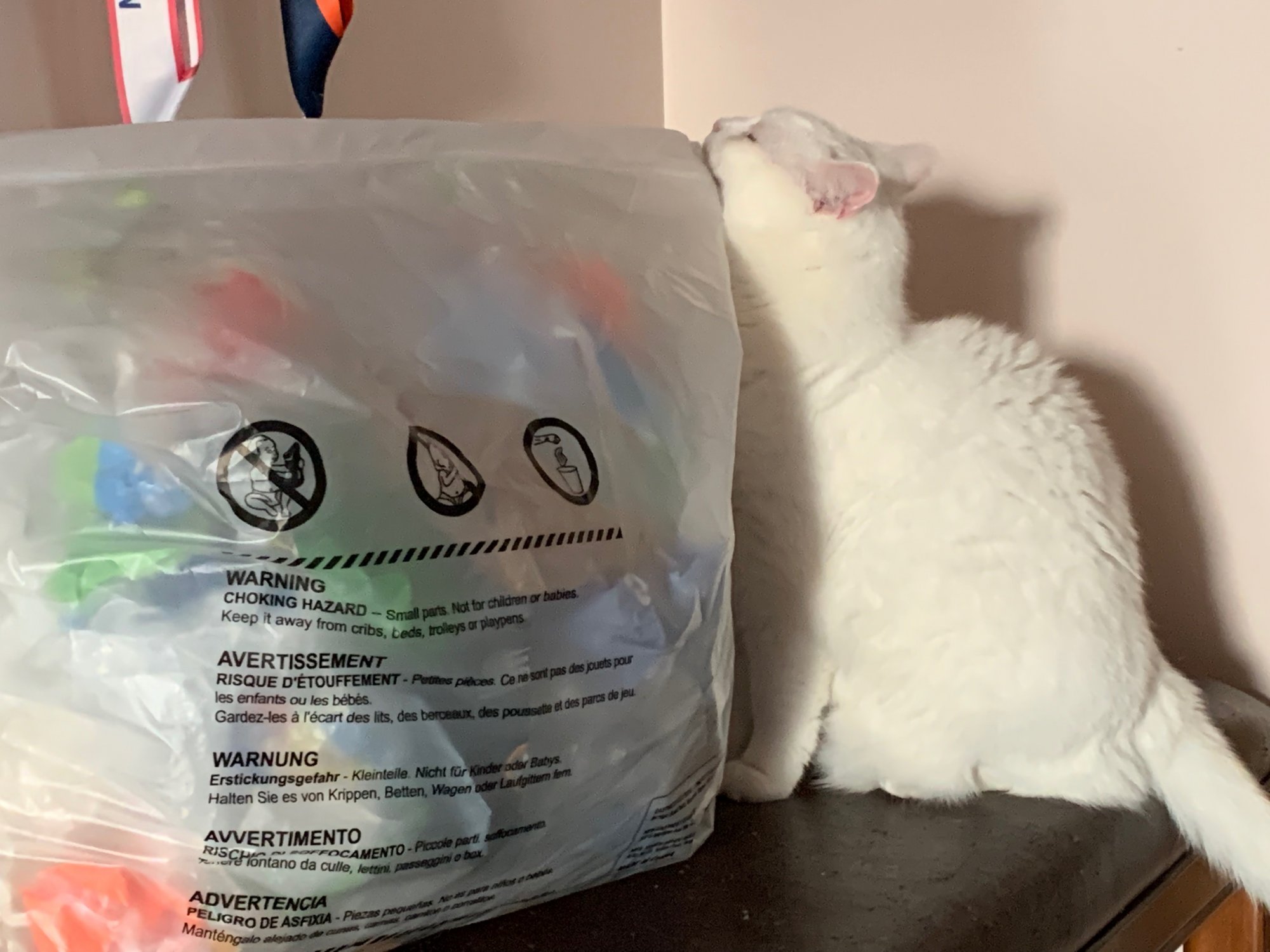 Luna licking big bag of plastic.jpeg