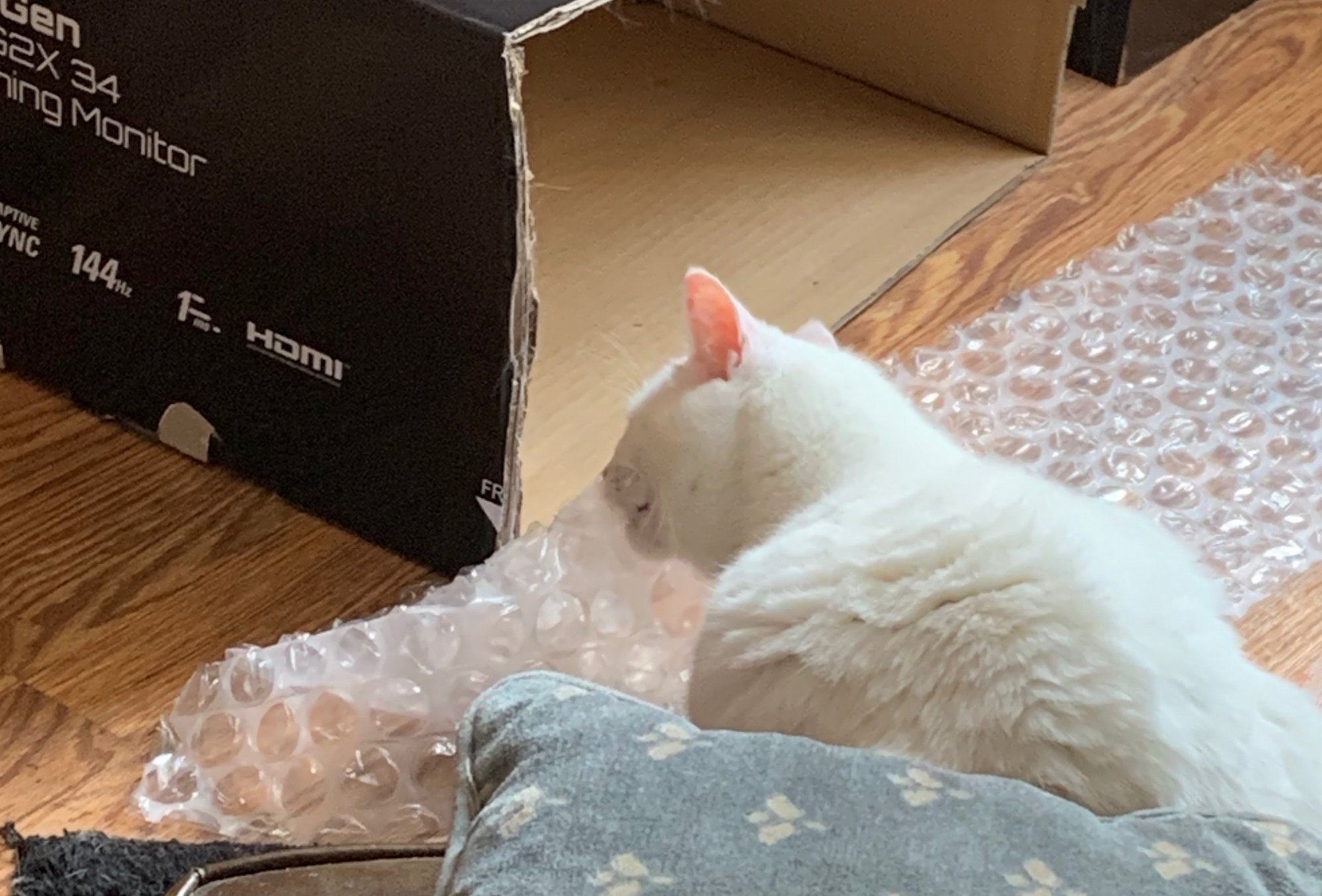 Luna licking bubble wrap in library.jpg