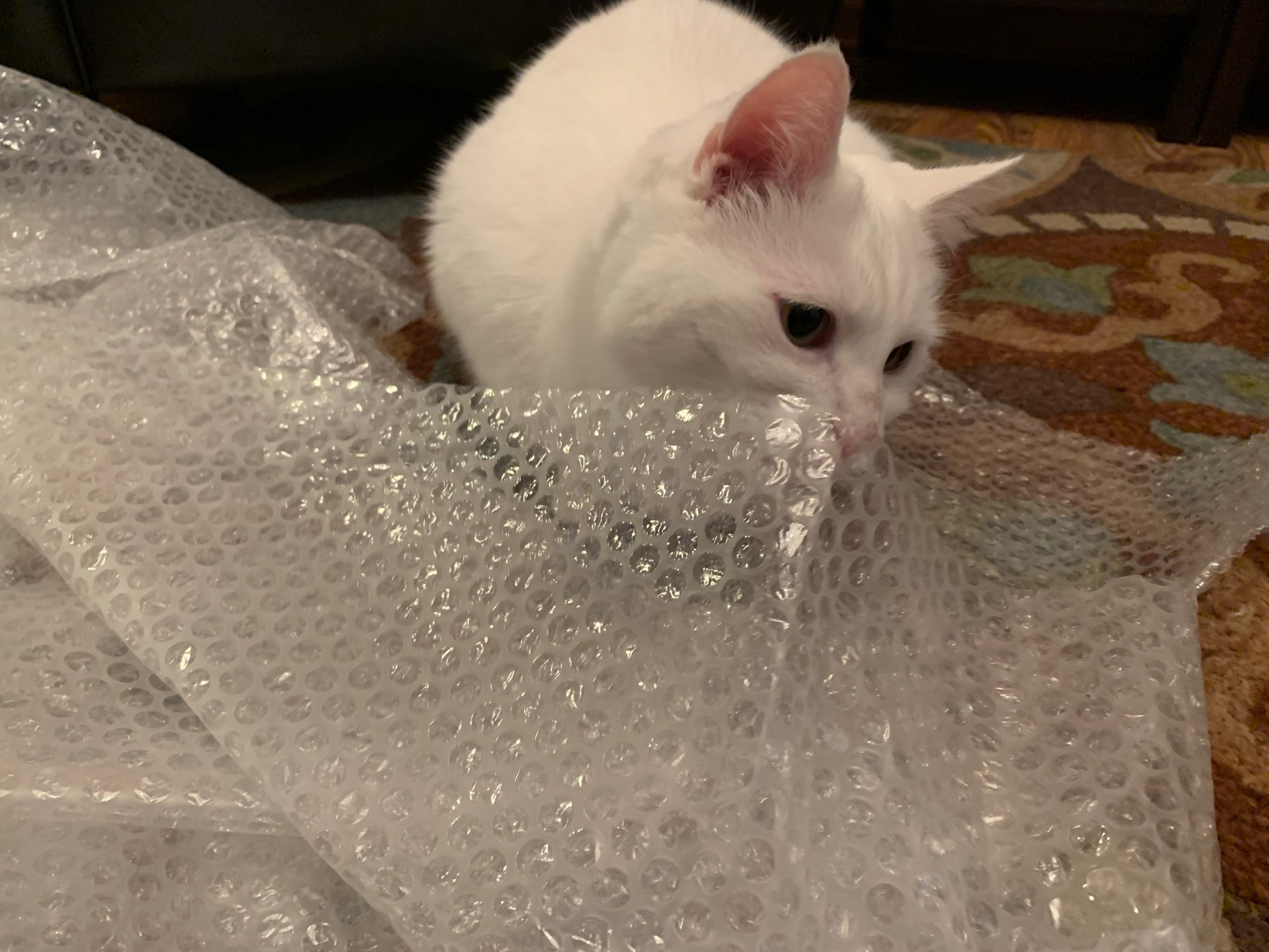 Luna licking bubble wrap.jpeg