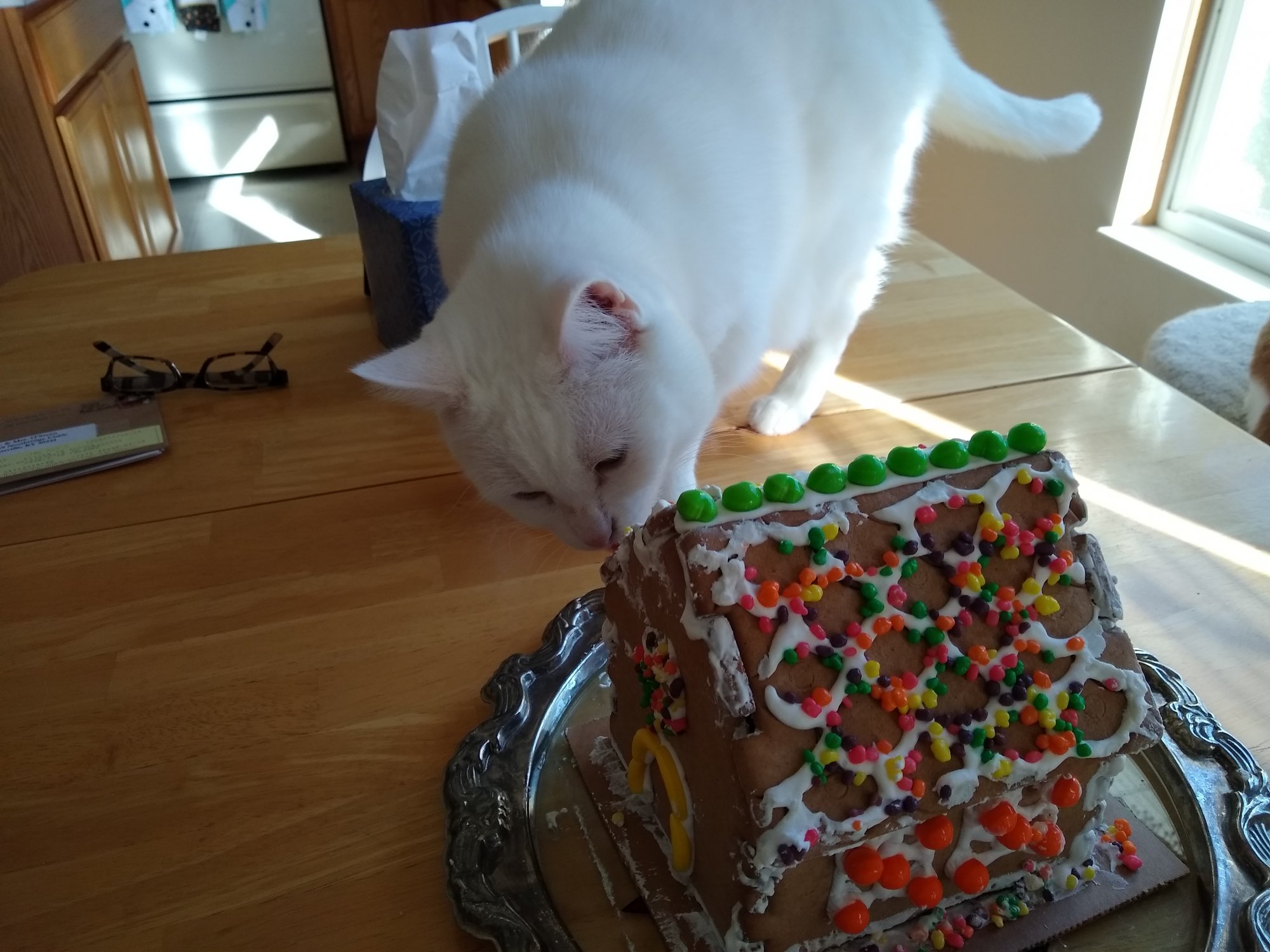 Luna licking ginger bread house.jpg