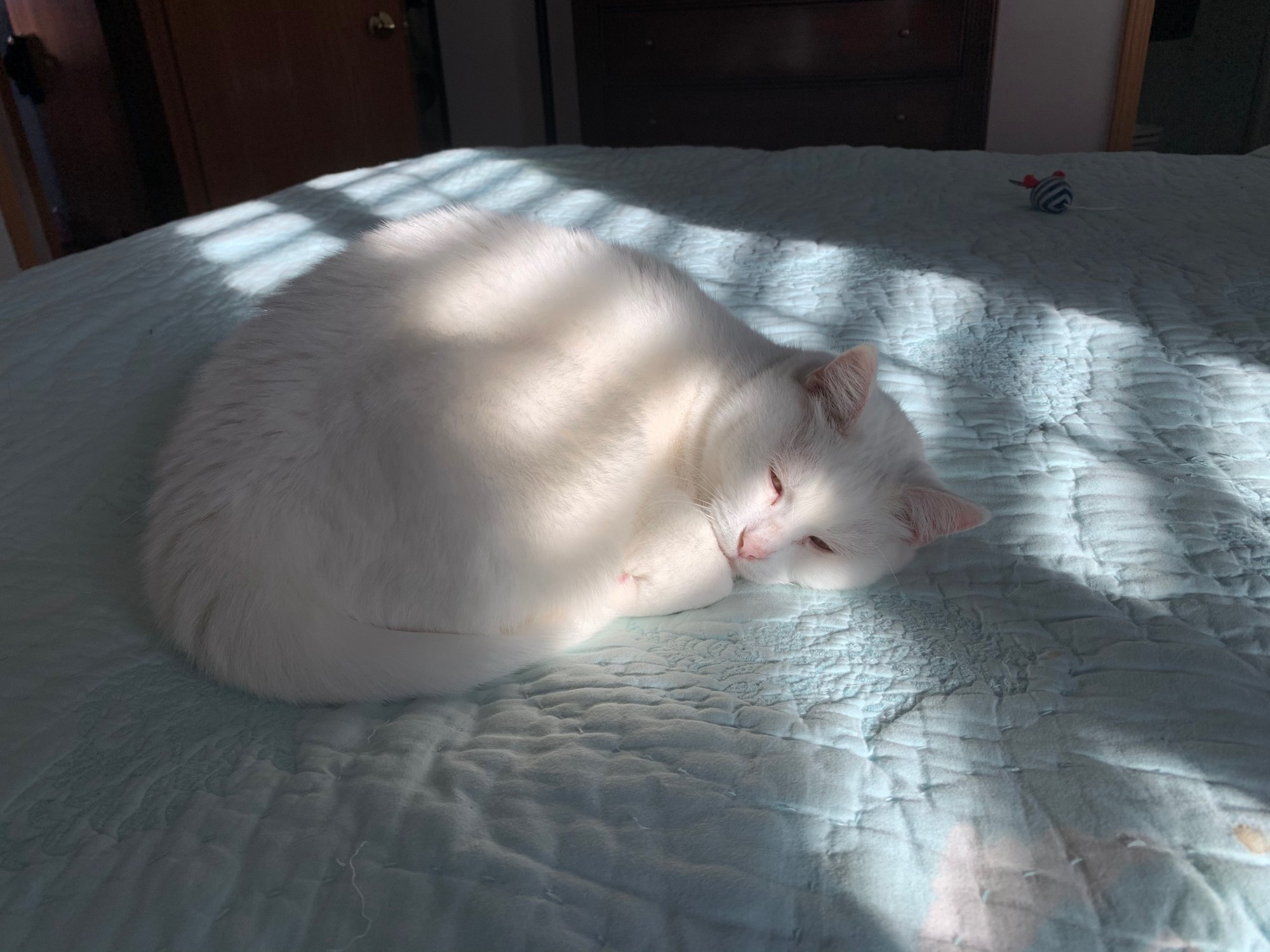 Luna on bed in shadows.jpeg