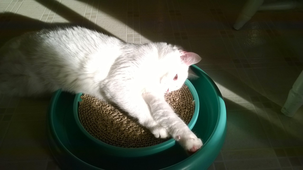 Luna on circular scratching pad 1.jpg