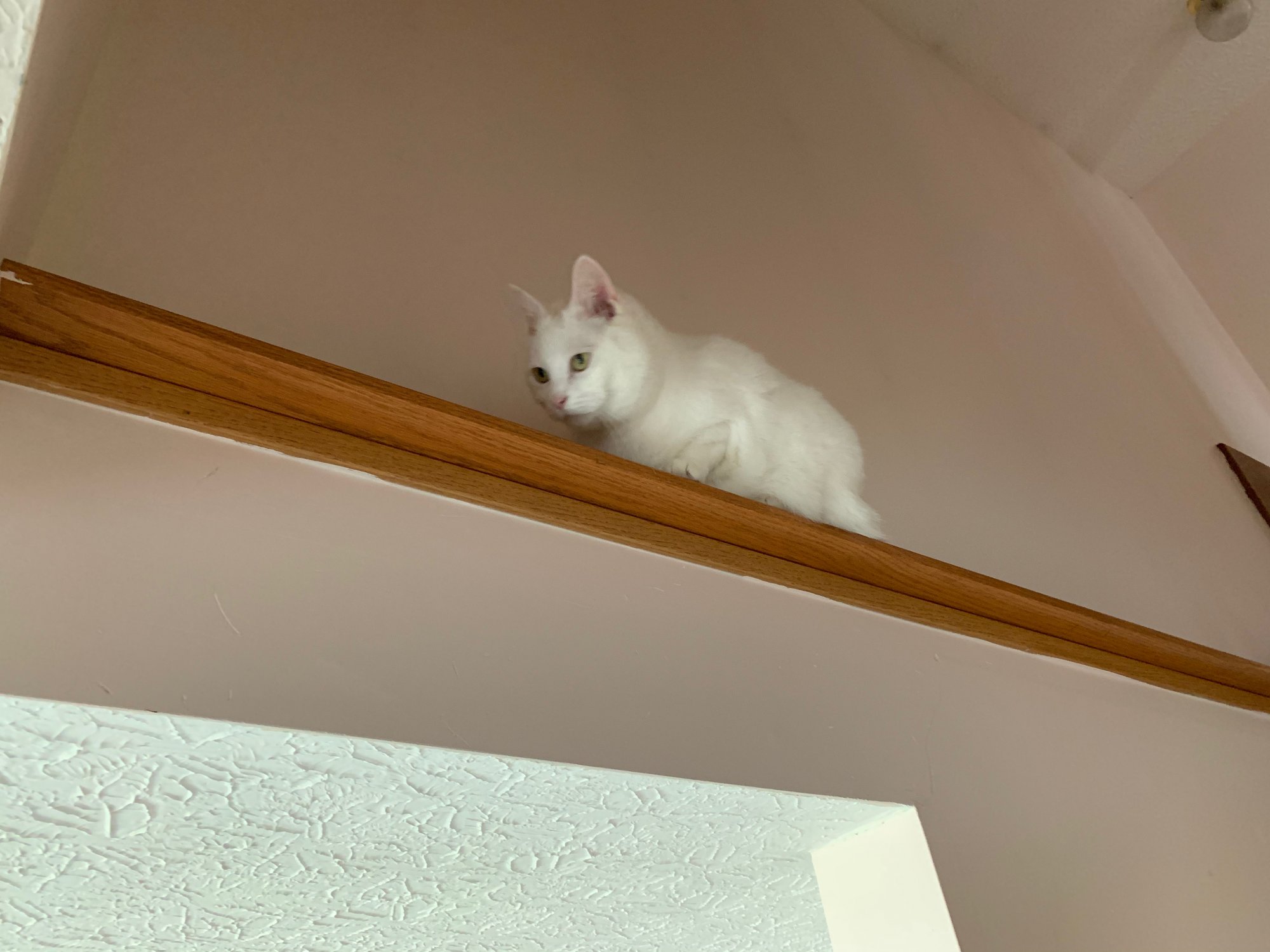 Luna on stairwell ledge.jpeg