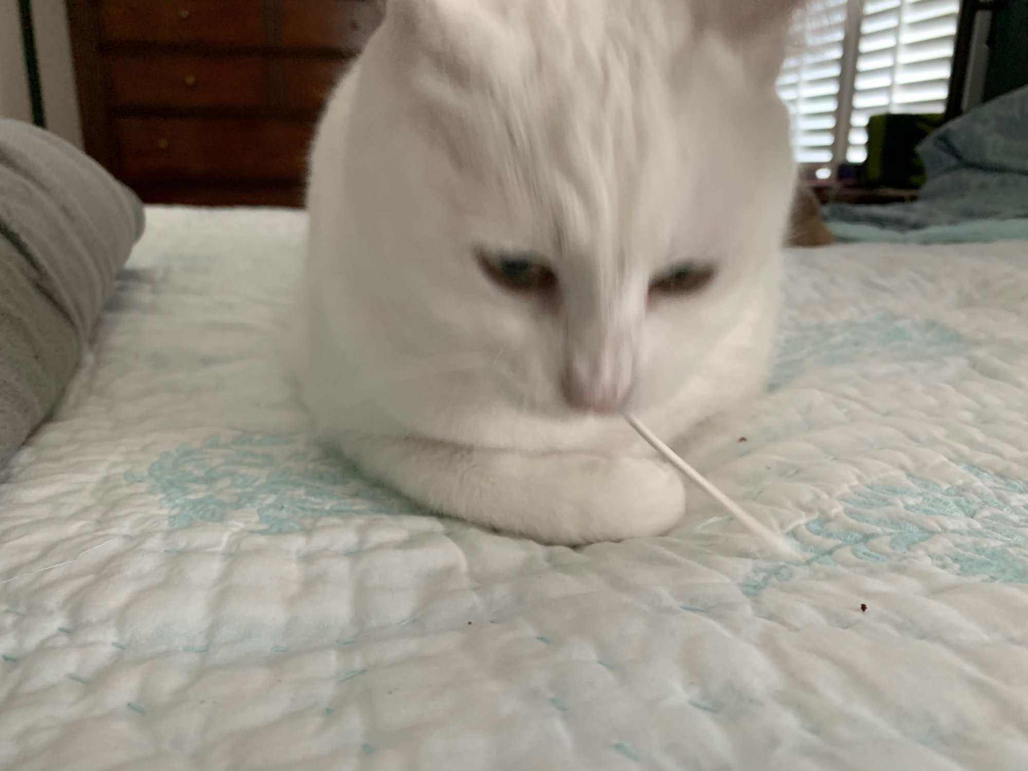 Luna playing with cotton swab.jpeg