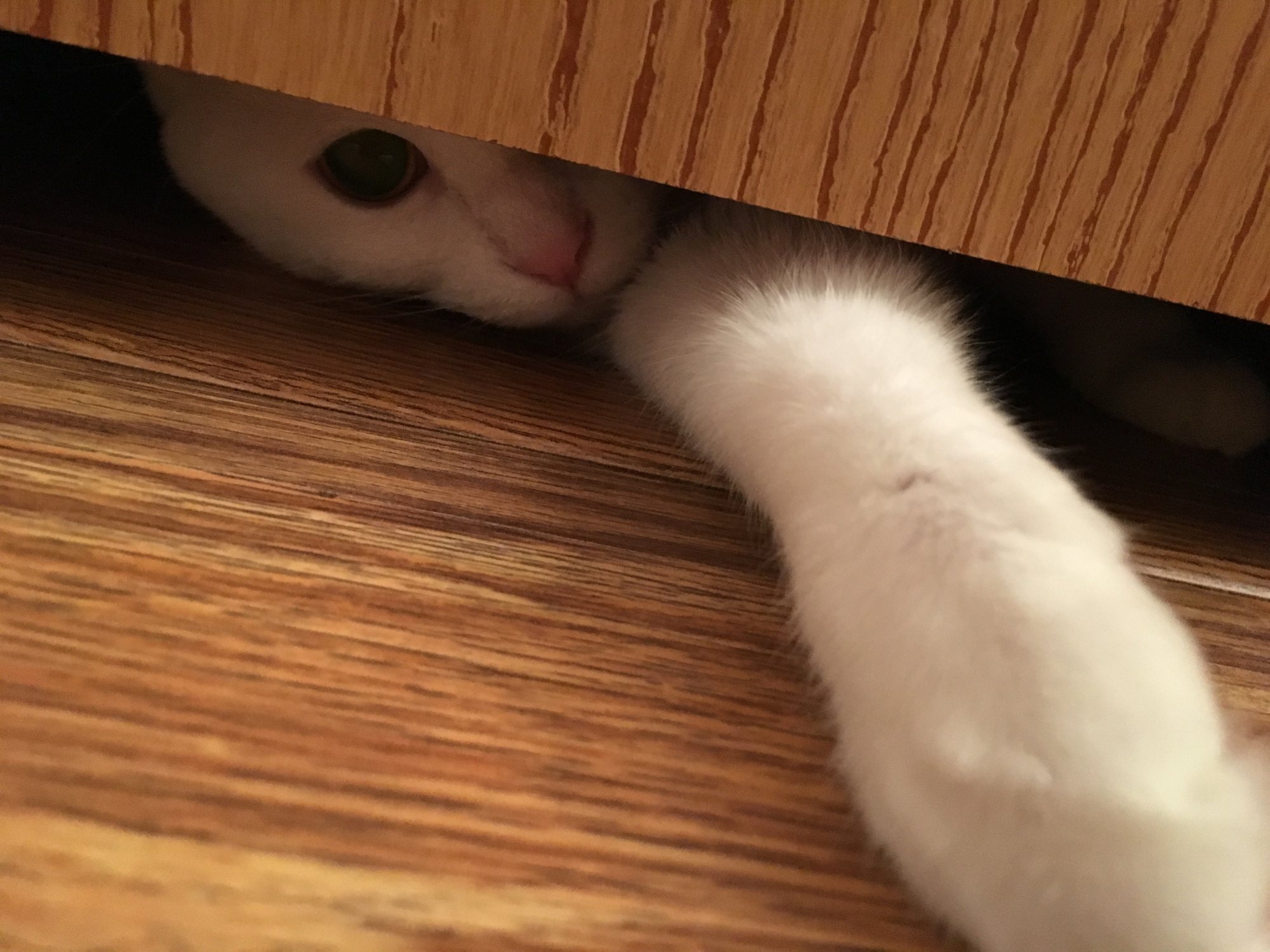 Luna sticking paw under door.jpg