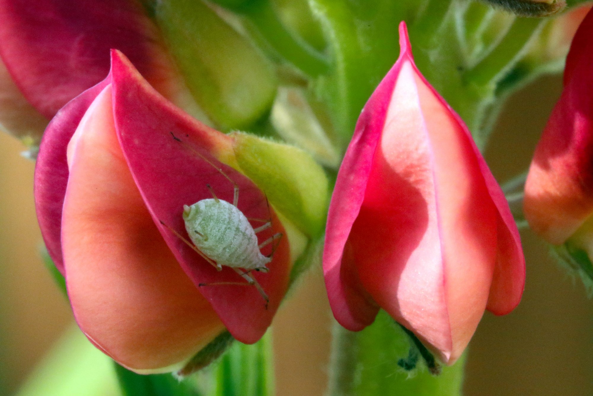 Lupin Aphid.jpg