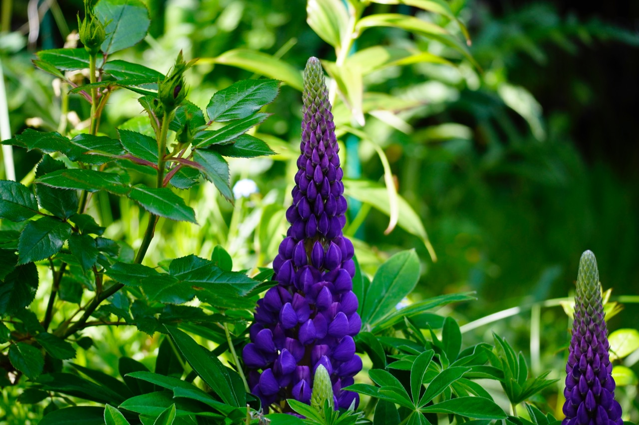 Lupini blue.jpg