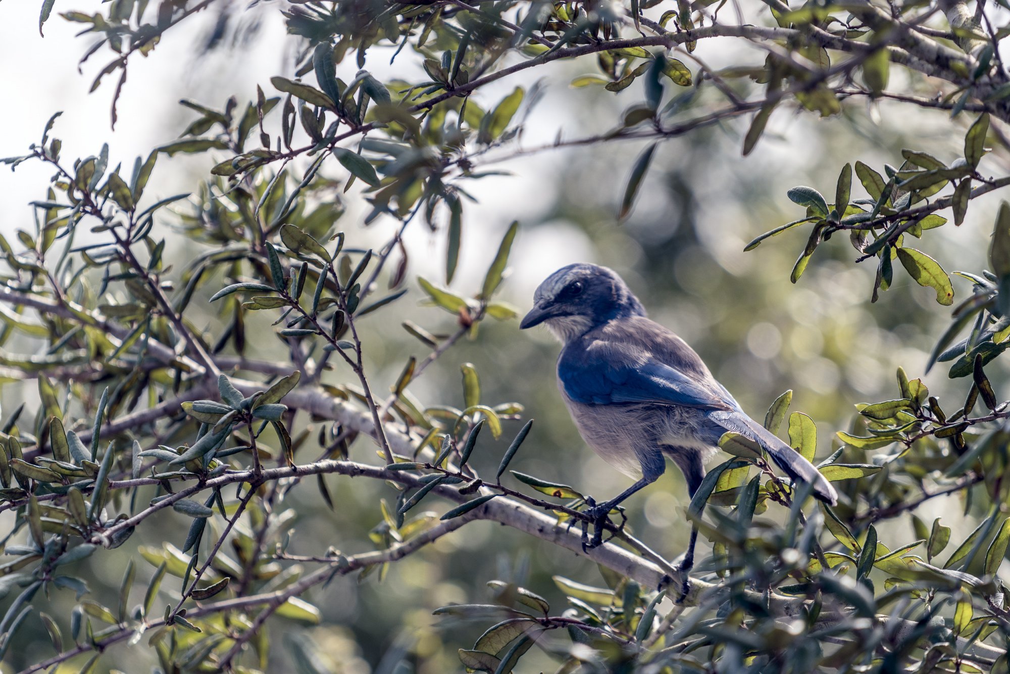 Lyonia Preserve - 2500px-6.JPG